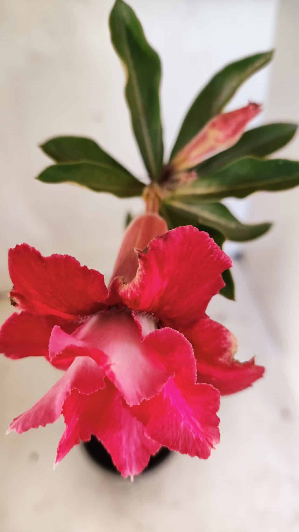 Planta Dobrada 3613 – 35cm – 03 anos - foto 4
