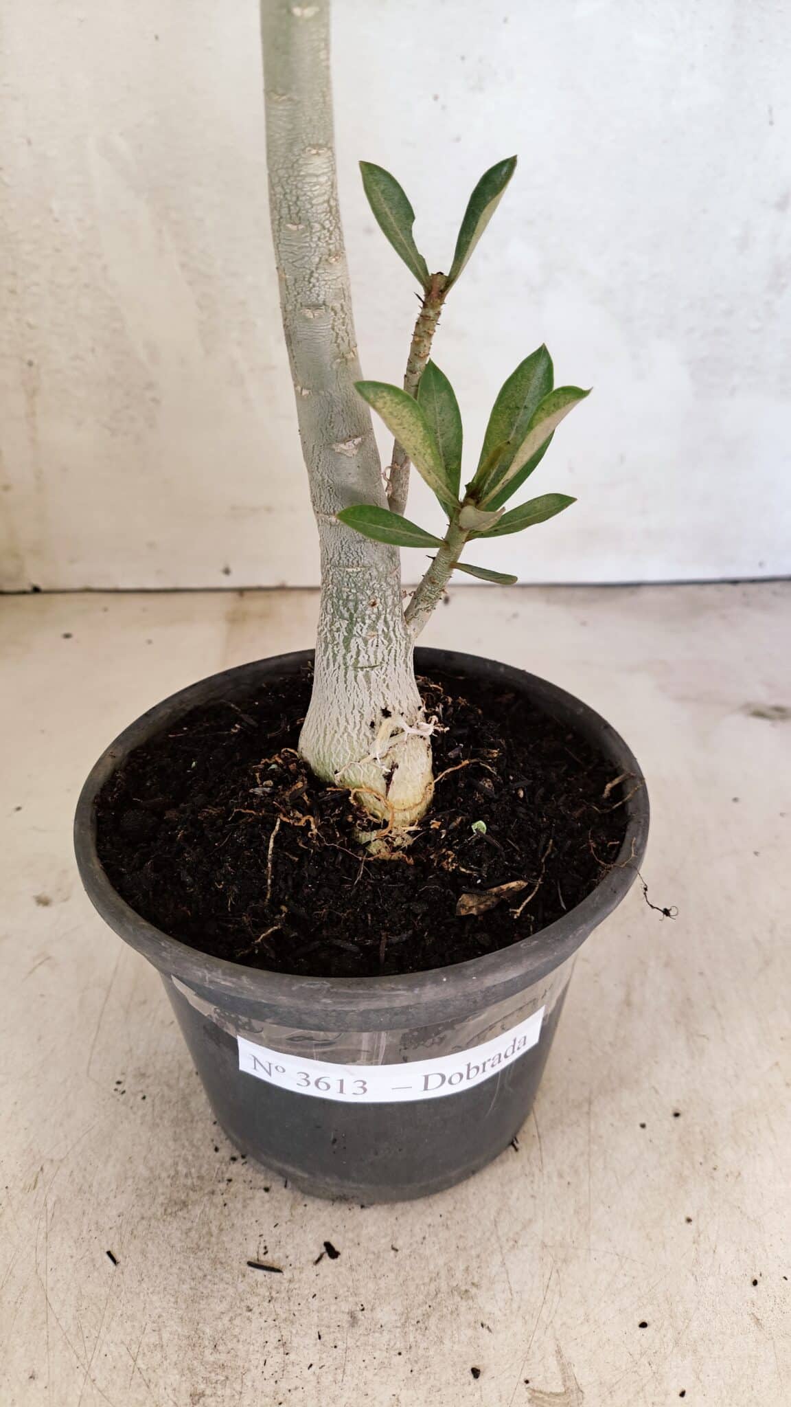 Planta Dobrada 3613 – 35cm – 03 anos - foto 7
