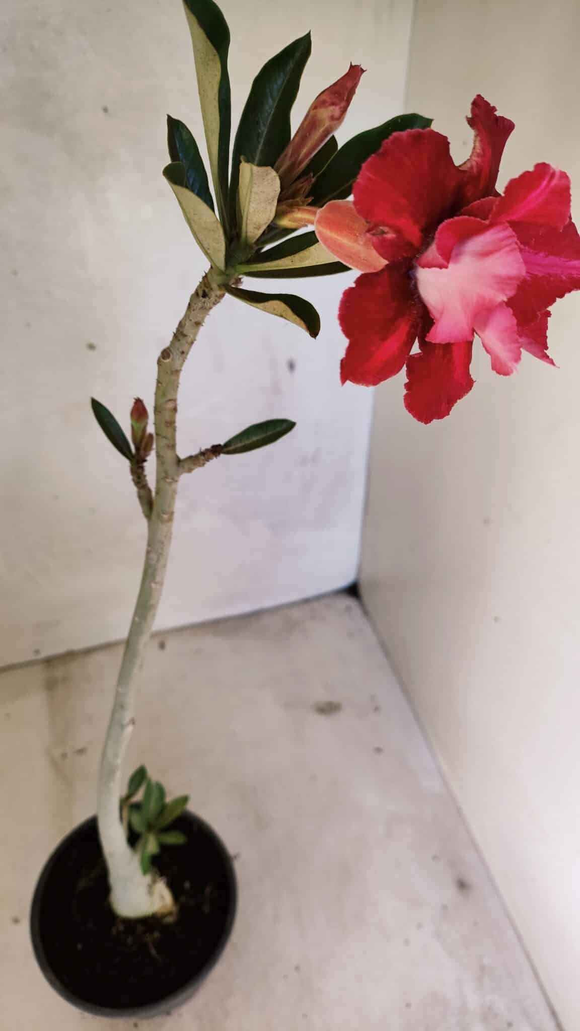 Planta Dobrada 3613 – 35cm – 03 anos - foto 6