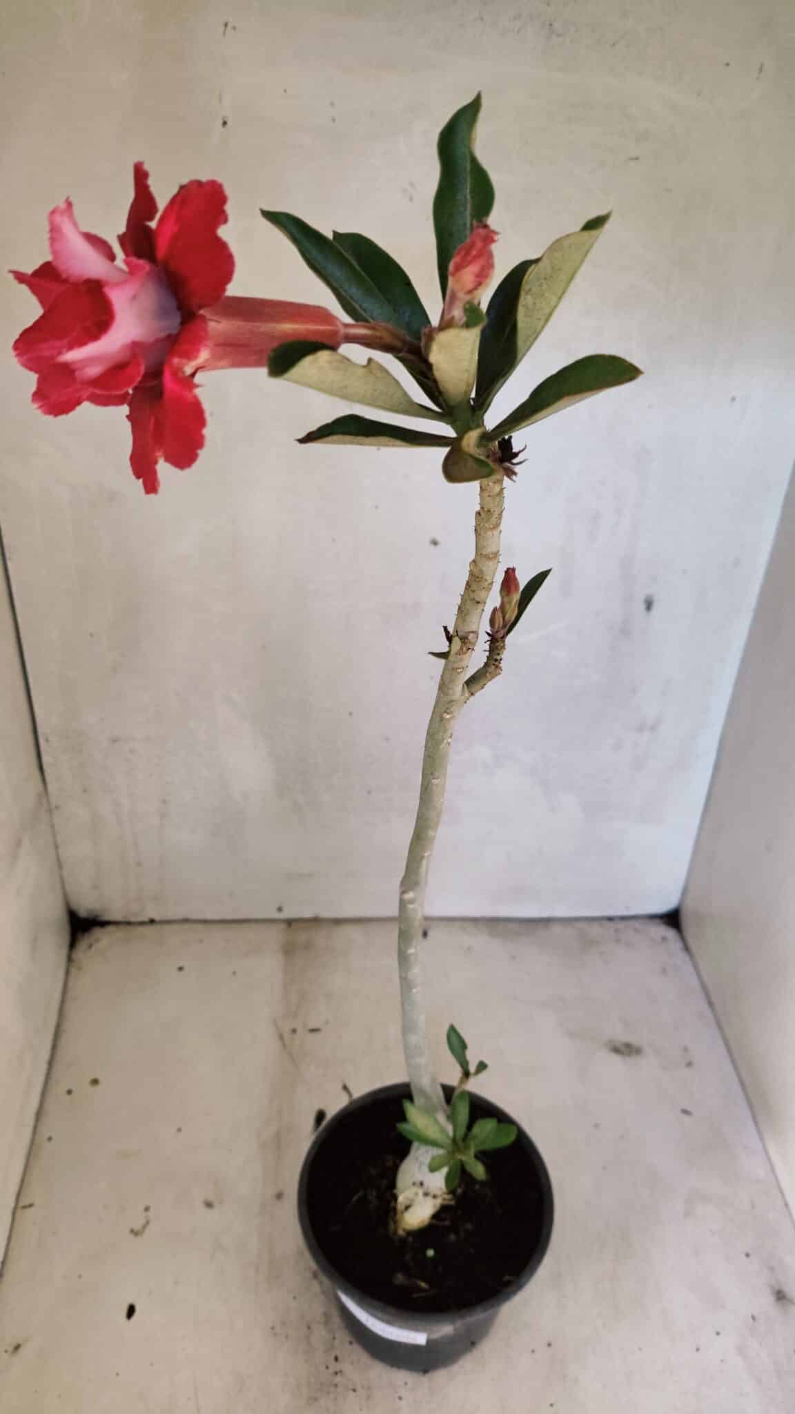 Planta Dobrada 3613 – 35cm – 03 anos - foto 5