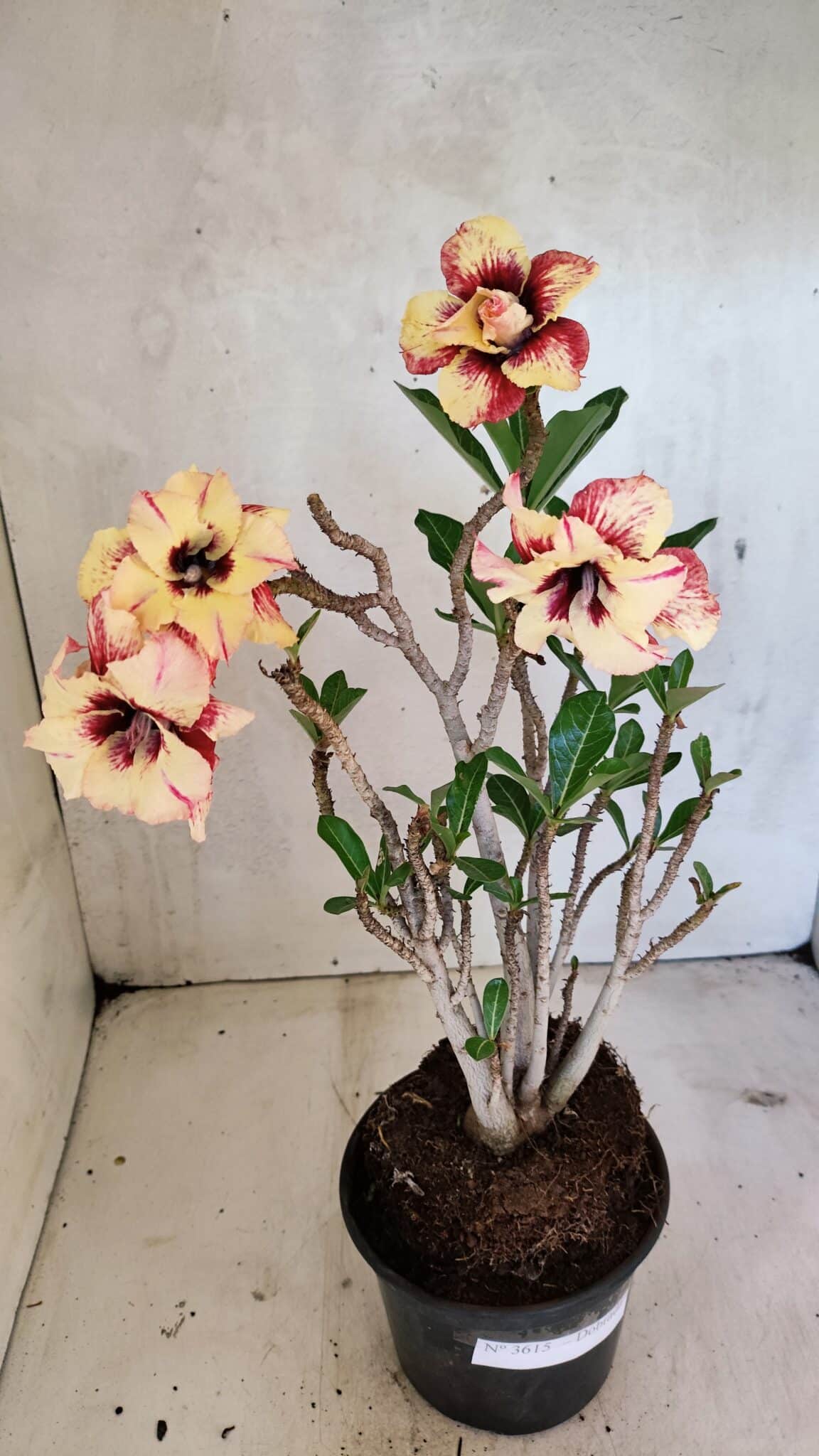 Planta Dobrada 3615 – 35cm – 03 anos - foto 2