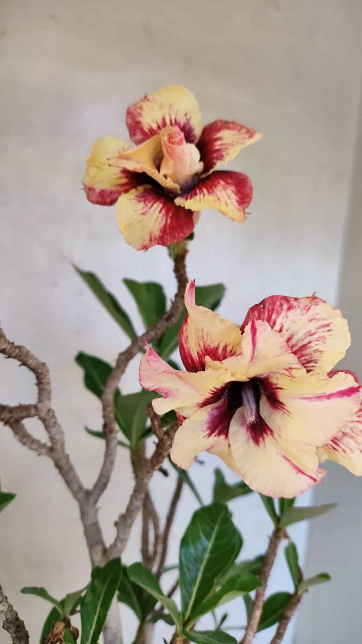 Planta Dobrada 3615 – 35cm – 03 anos - foto 4