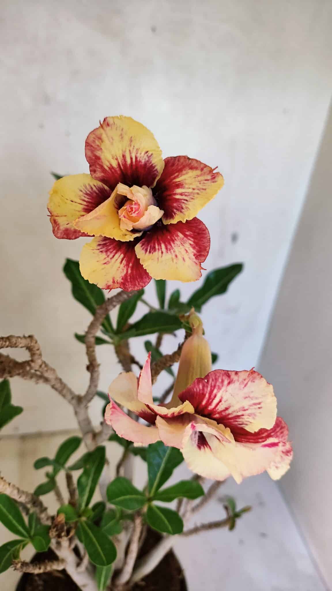 Planta Dobrada 3615 – 35cm – 03 anos - foto 3