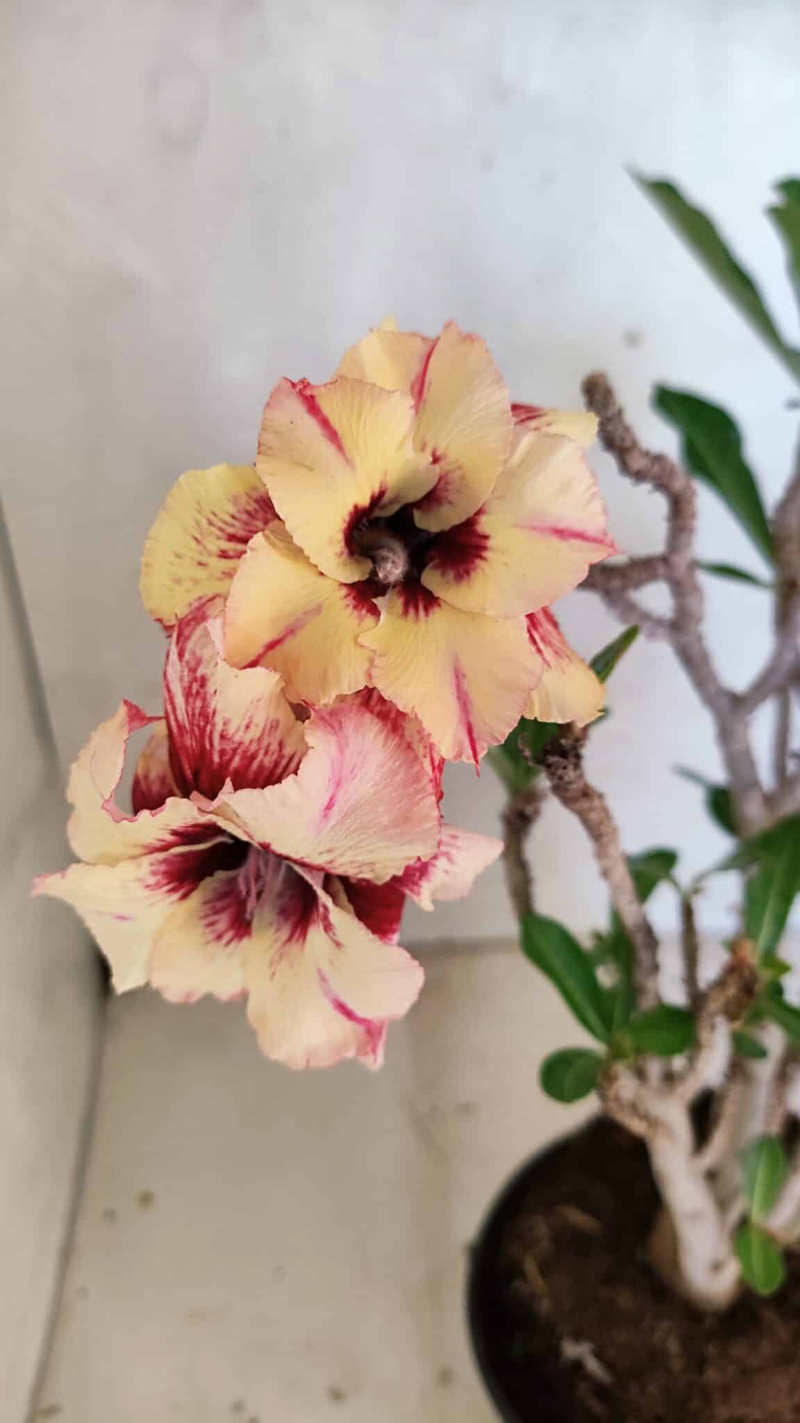 Planta Dobrada 3615 – 35cm – 03 anos - foto 5