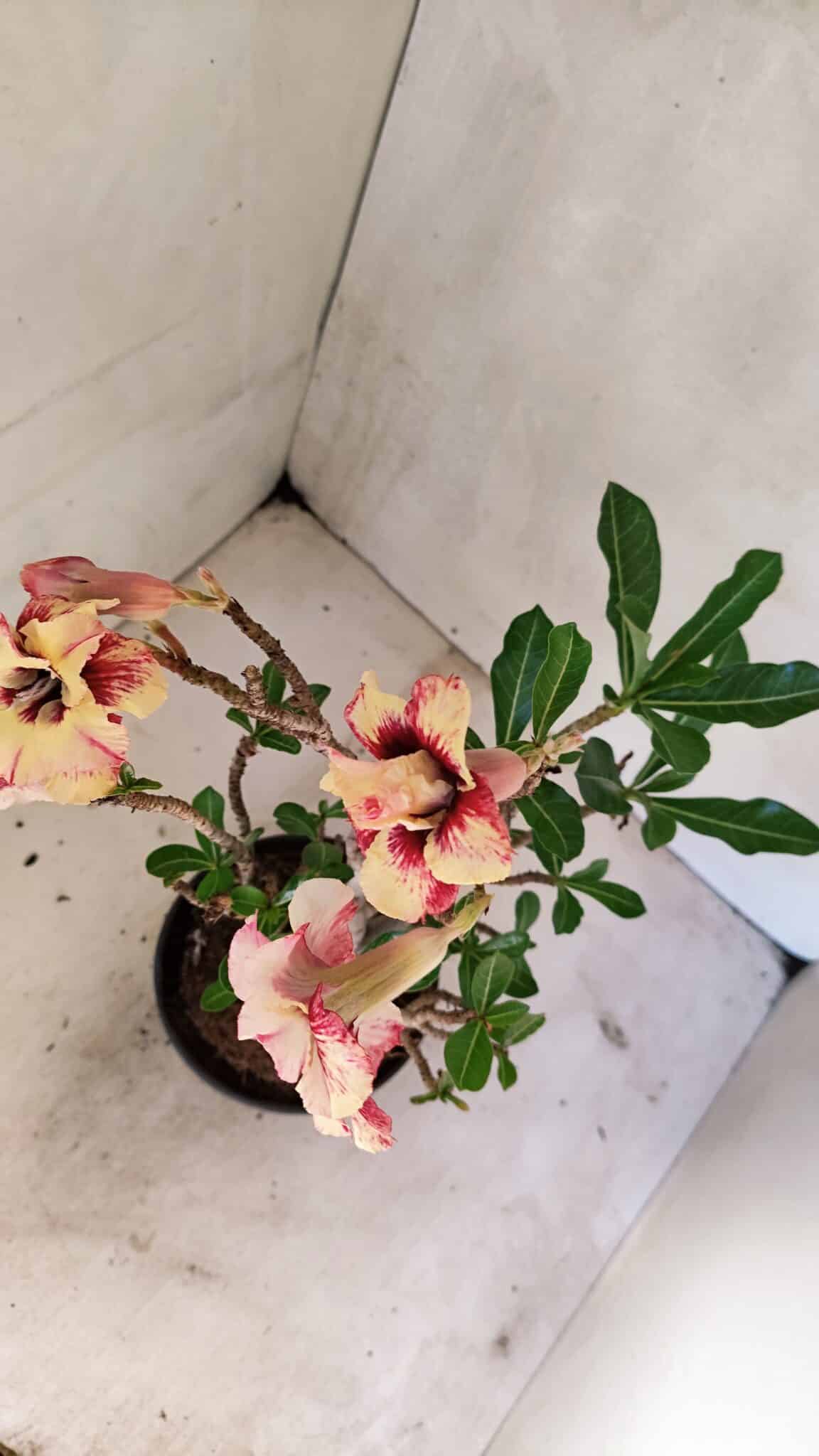 Planta Dobrada 3615 – 35cm – 03 anos - foto 7