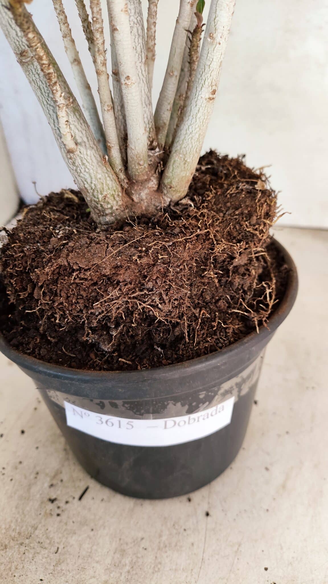 Planta Dobrada 3615 – 35cm – 03 anos - foto 10