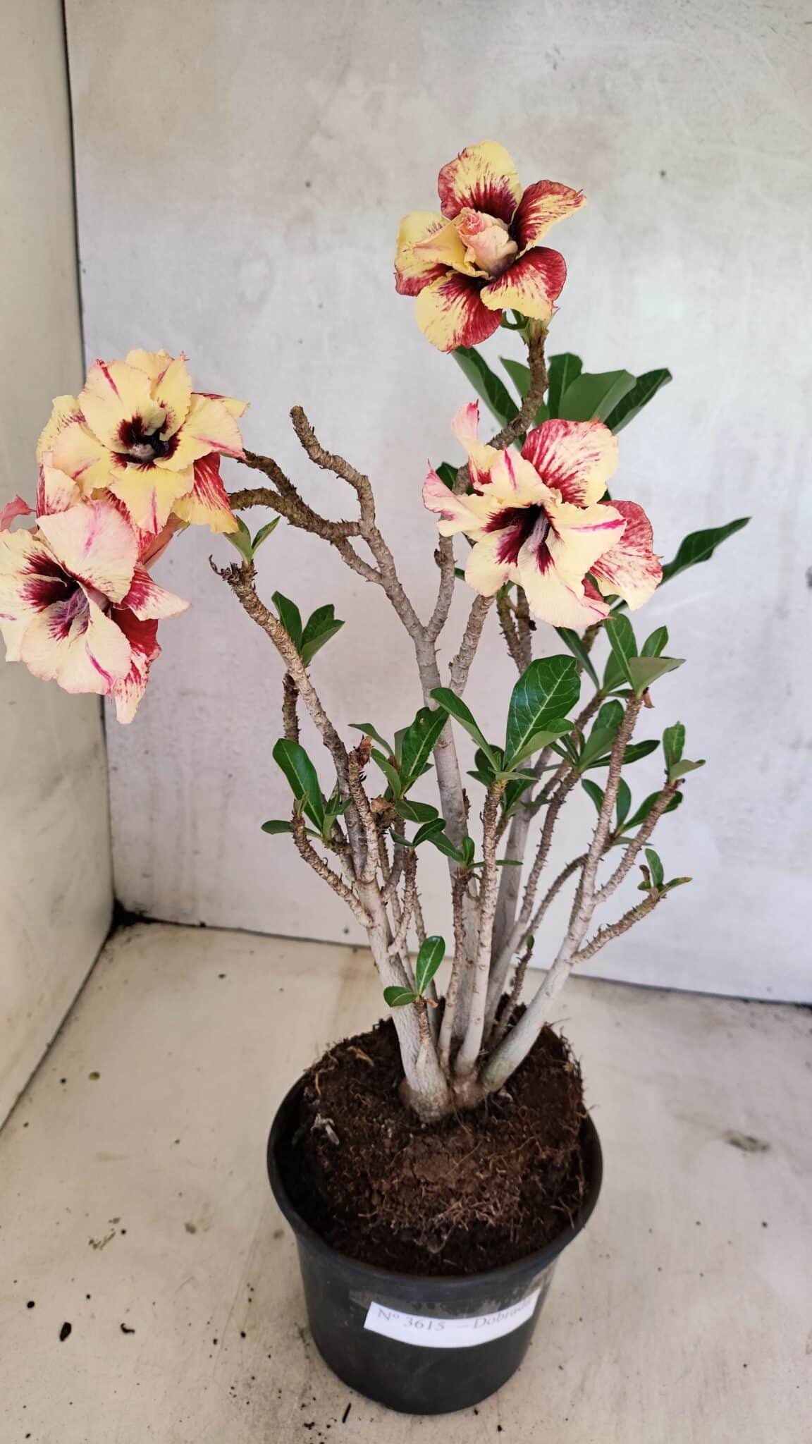 Planta Dobrada 3615 – 35cm – 03 anos - foto 9