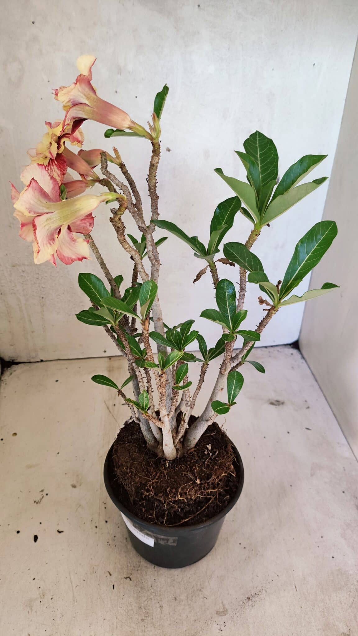 Planta Dobrada 3615 – 35cm – 03 anos - foto 8