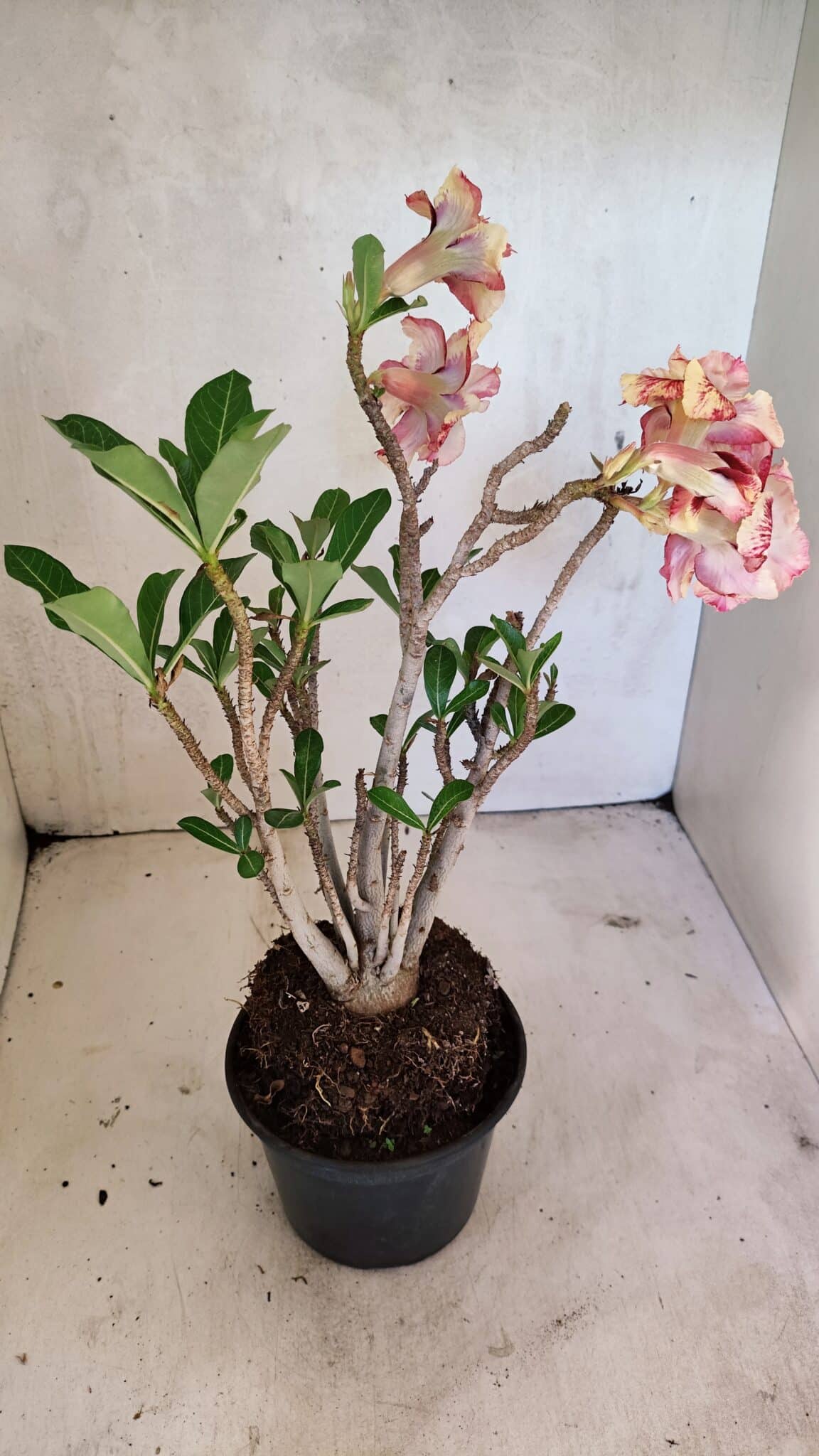 Planta Dobrada 3615 – 35cm – 03 anos - foto 6