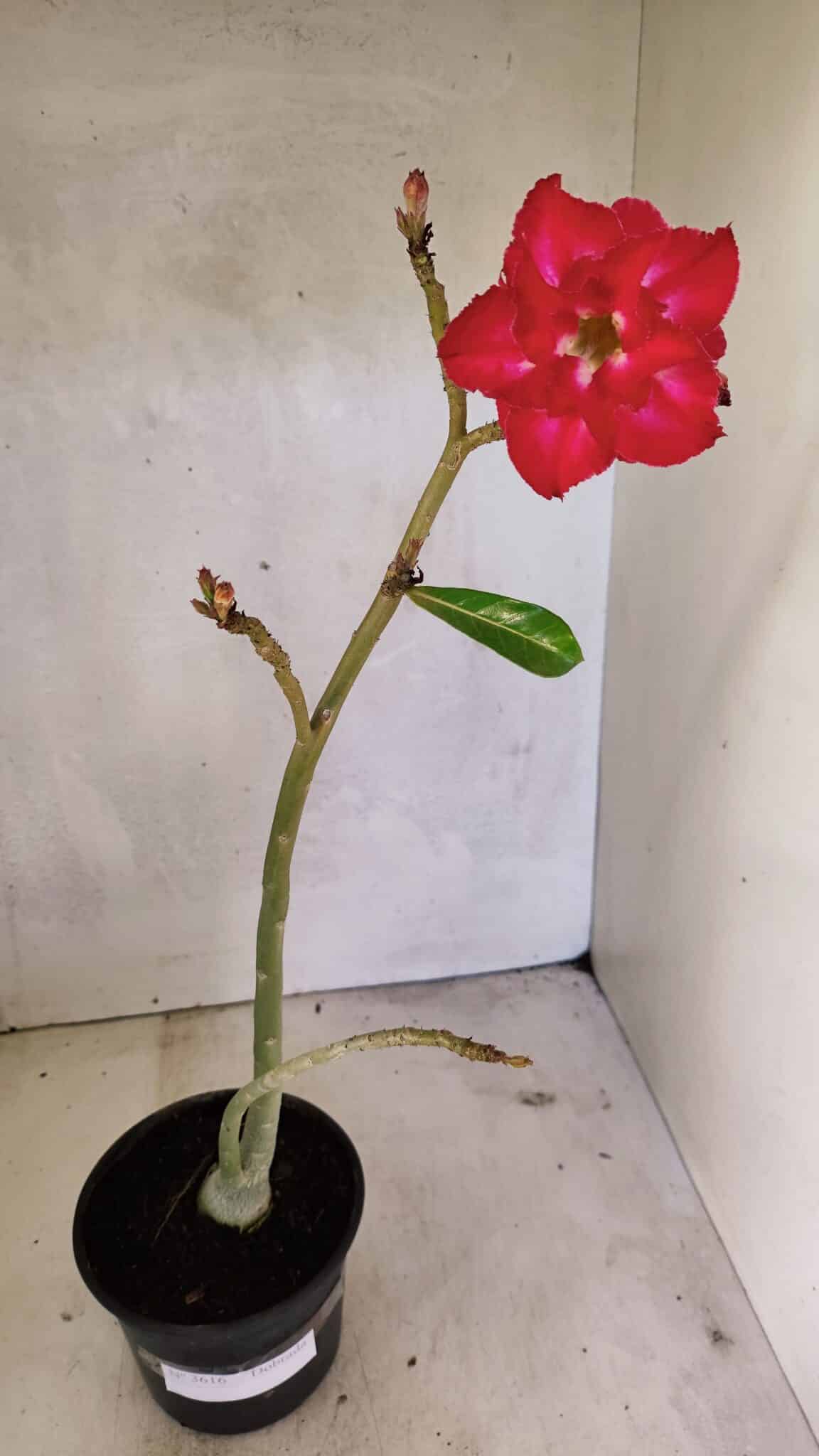 Planta Dobrada 3616 – 35cm – 02 anos - foto 2
