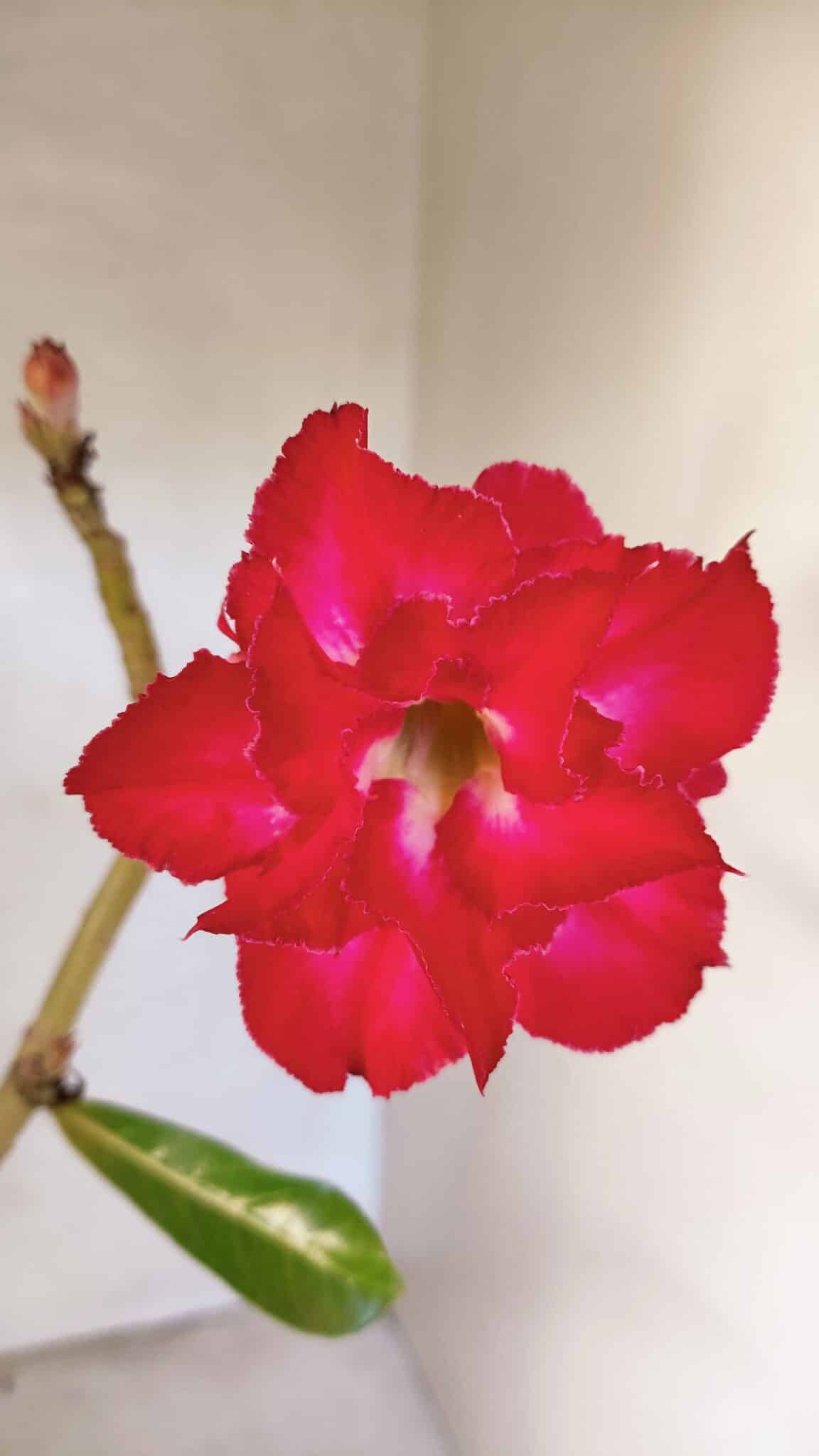 Planta Dobrada 3616 – 35cm – 02 anos - foto 3