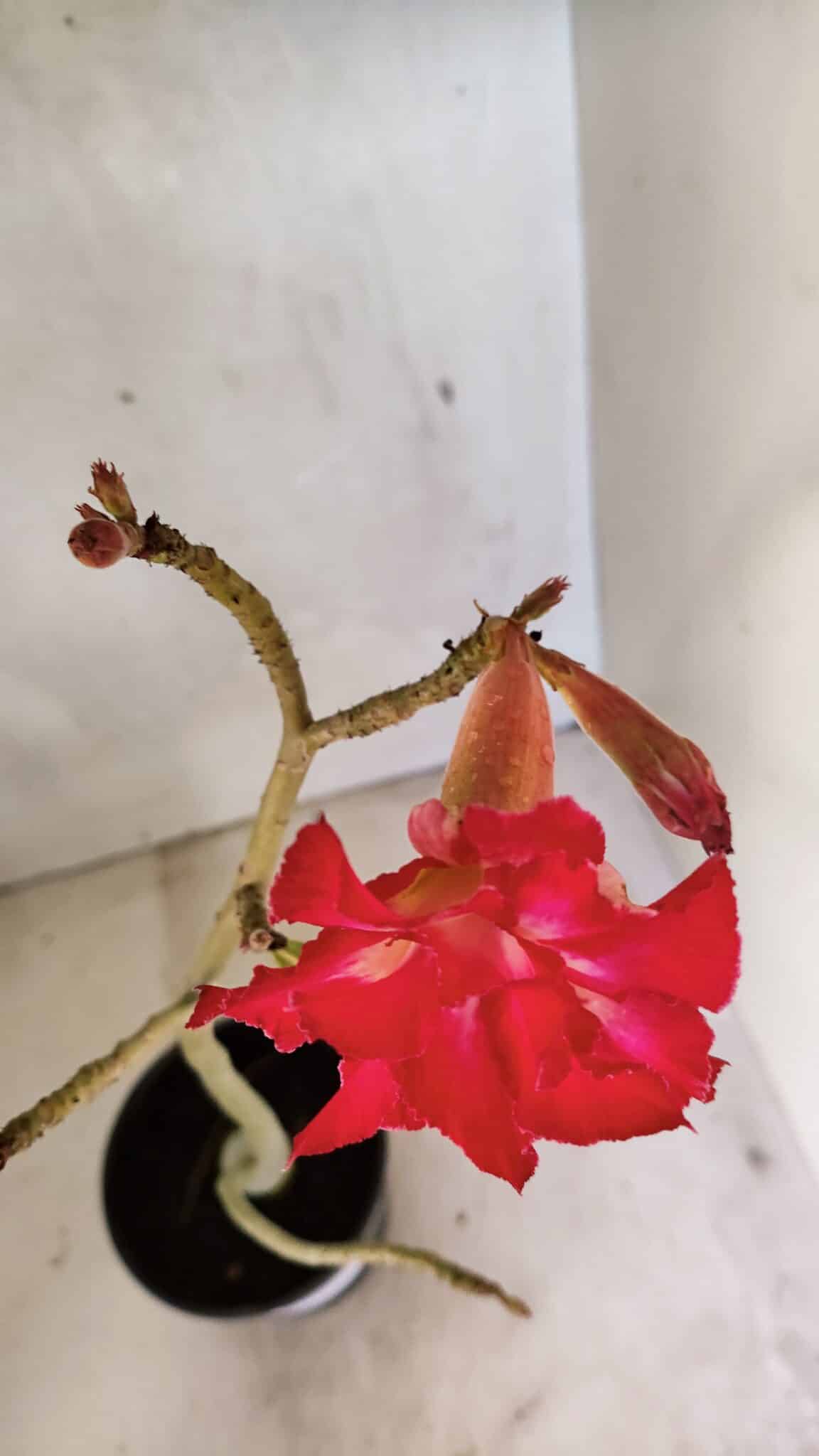 Planta Dobrada 3616 – 35cm – 02 anos - foto 4