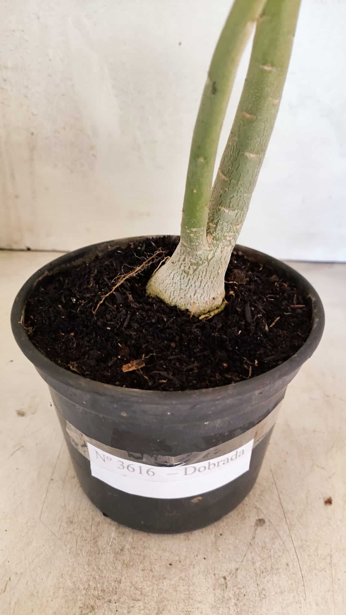 Planta Dobrada 3616 – 35cm – 02 anos - foto 6