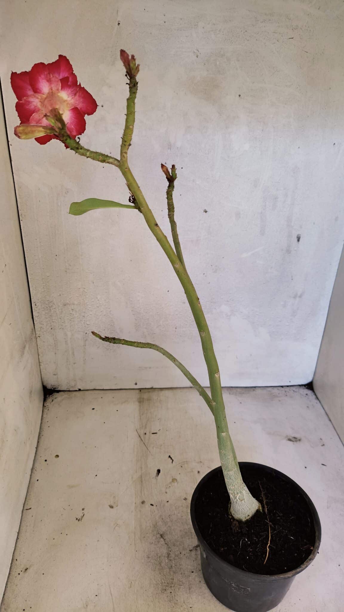 Planta Dobrada 3616 – 35cm – 02 anos - foto 5