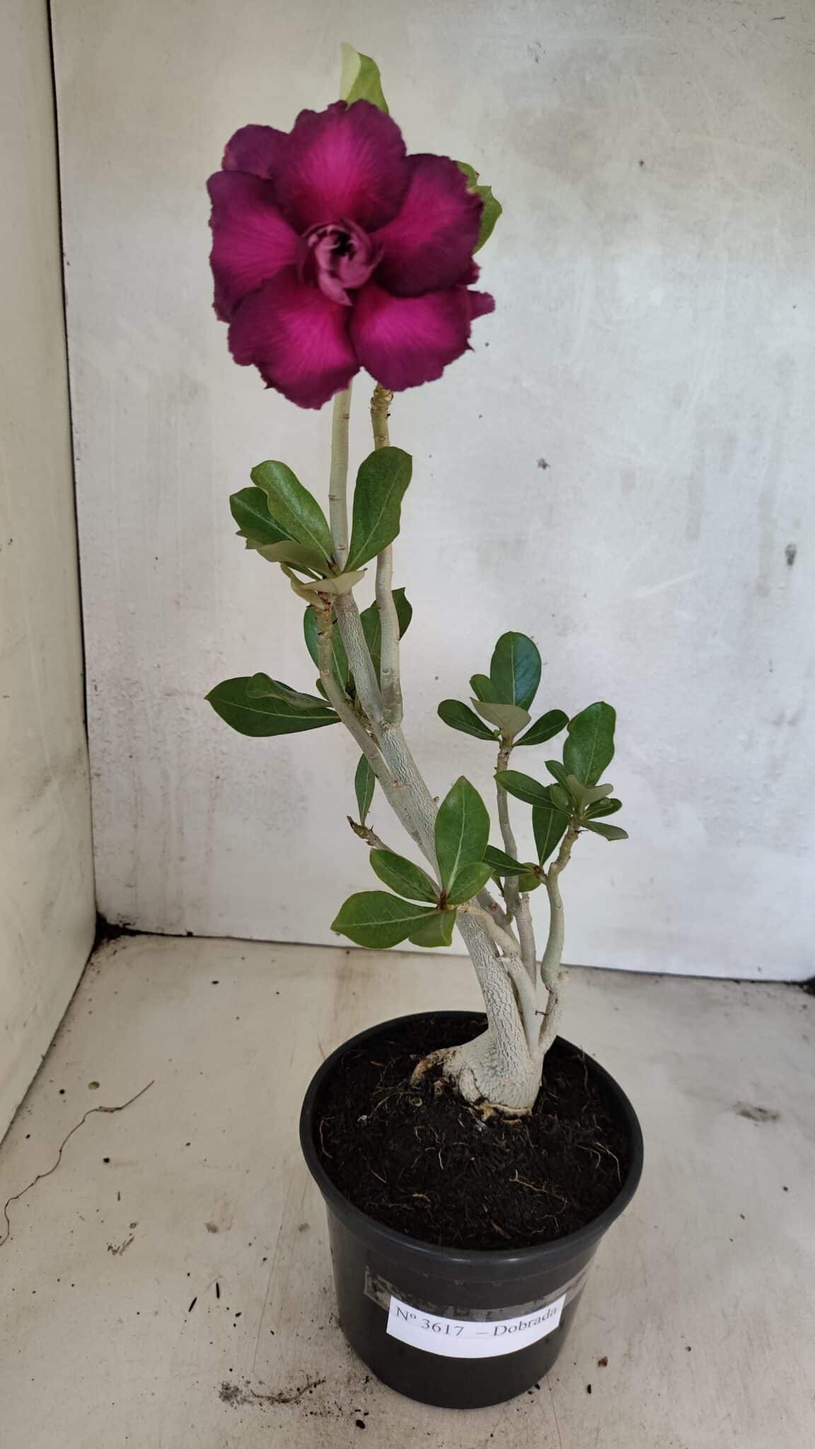 Planta Dobrada 3617 – 35cm – 02 anos - foto 2