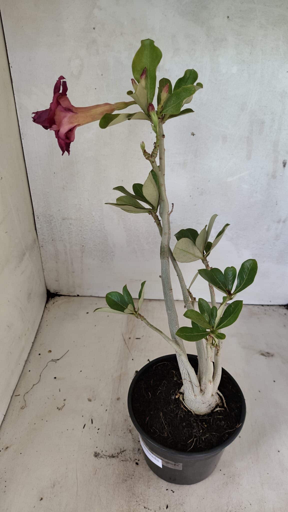 Planta Dobrada 3617 – 35cm – 02 anos - foto 9