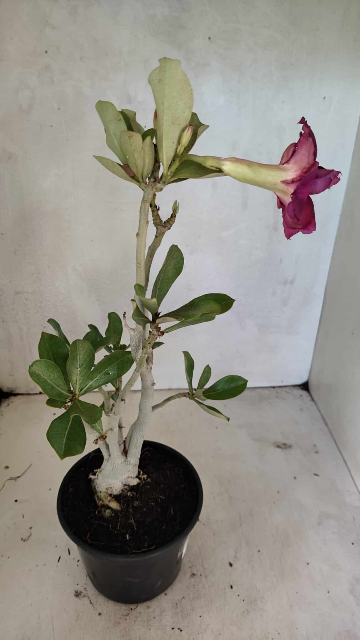 Planta Dobrada 3617 – 35cm – 02 anos - foto 8
