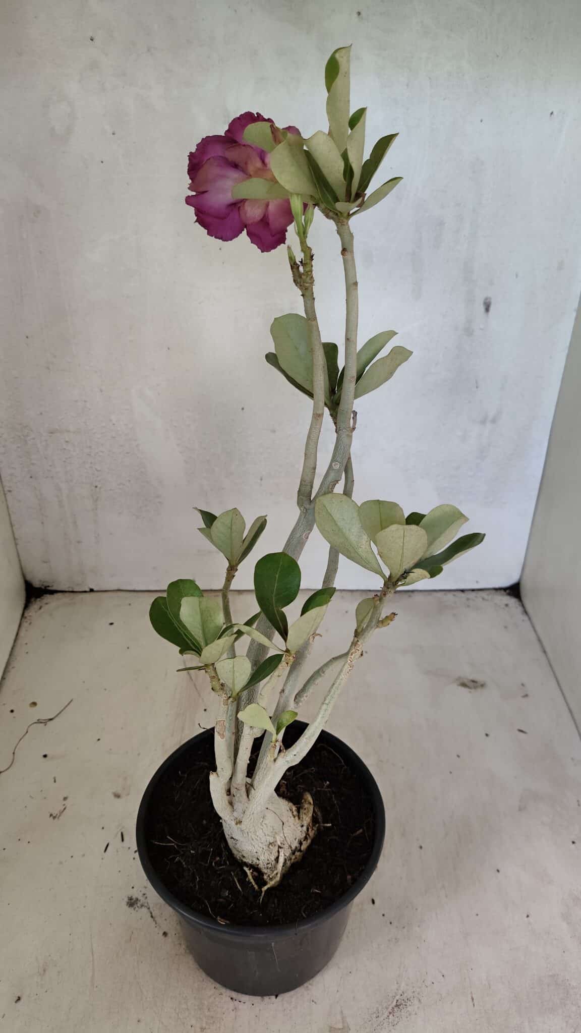 Planta Dobrada 3617 – 35cm – 02 anos - foto 7
