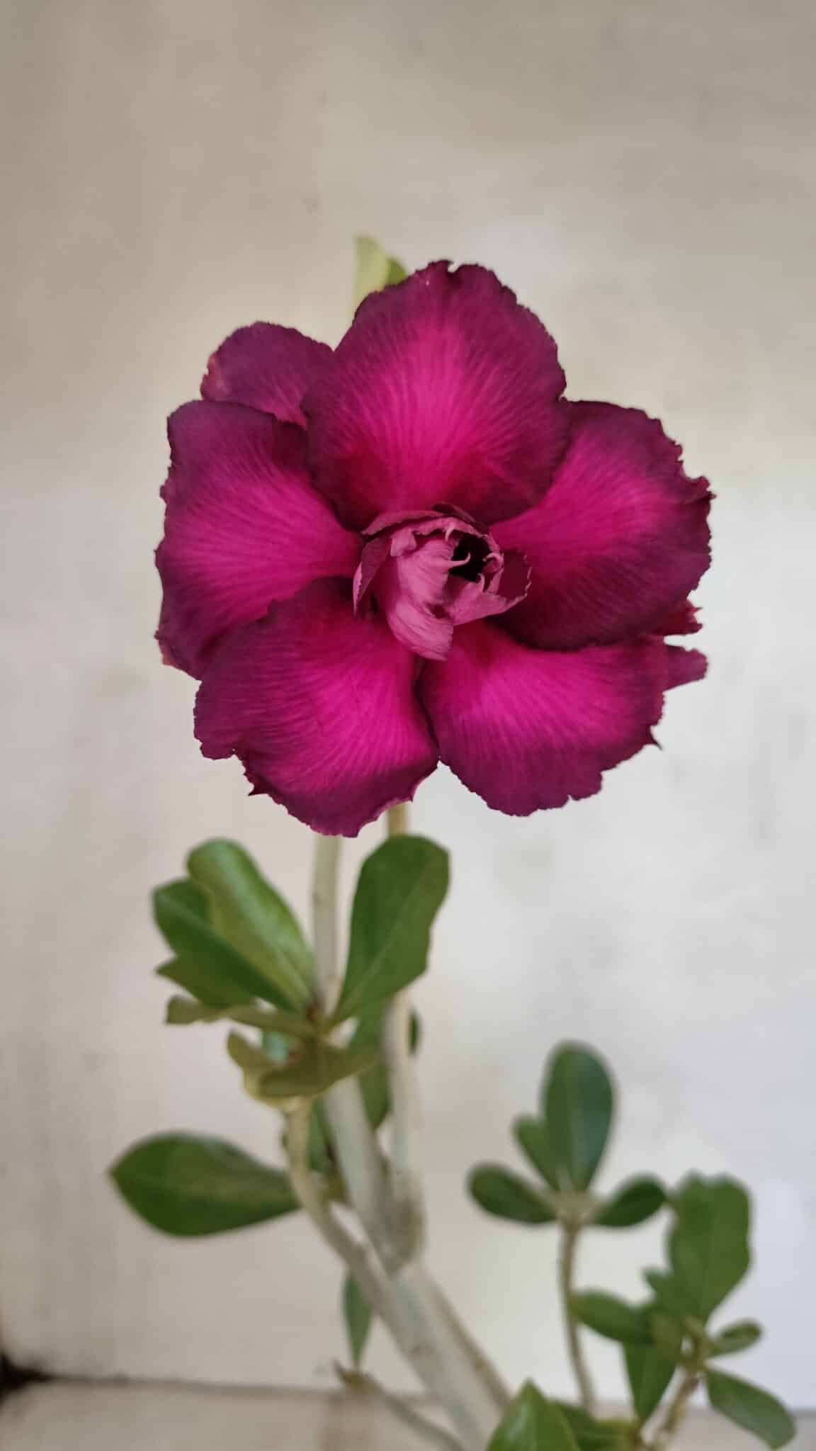 Planta Dobrada 3617 – 35cm – 02 anos - foto 3