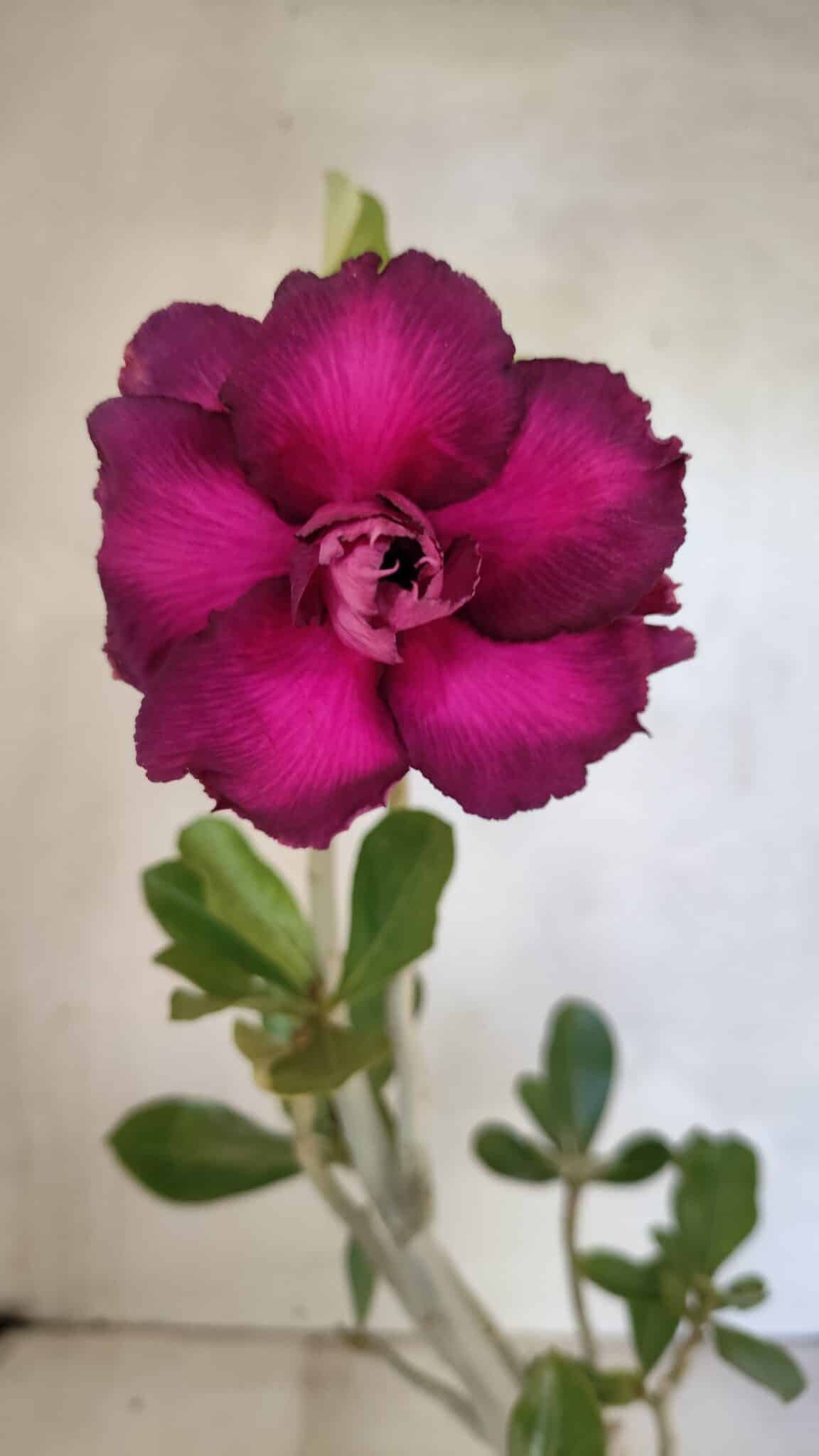 Planta Dobrada 3617 – 35cm – 02 anos - foto 6