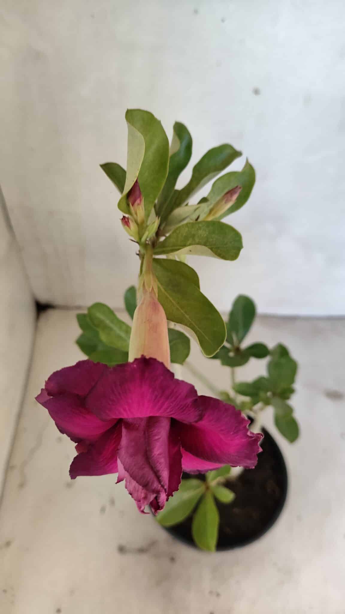 Planta Dobrada 3617 – 35cm – 02 anos - foto 4