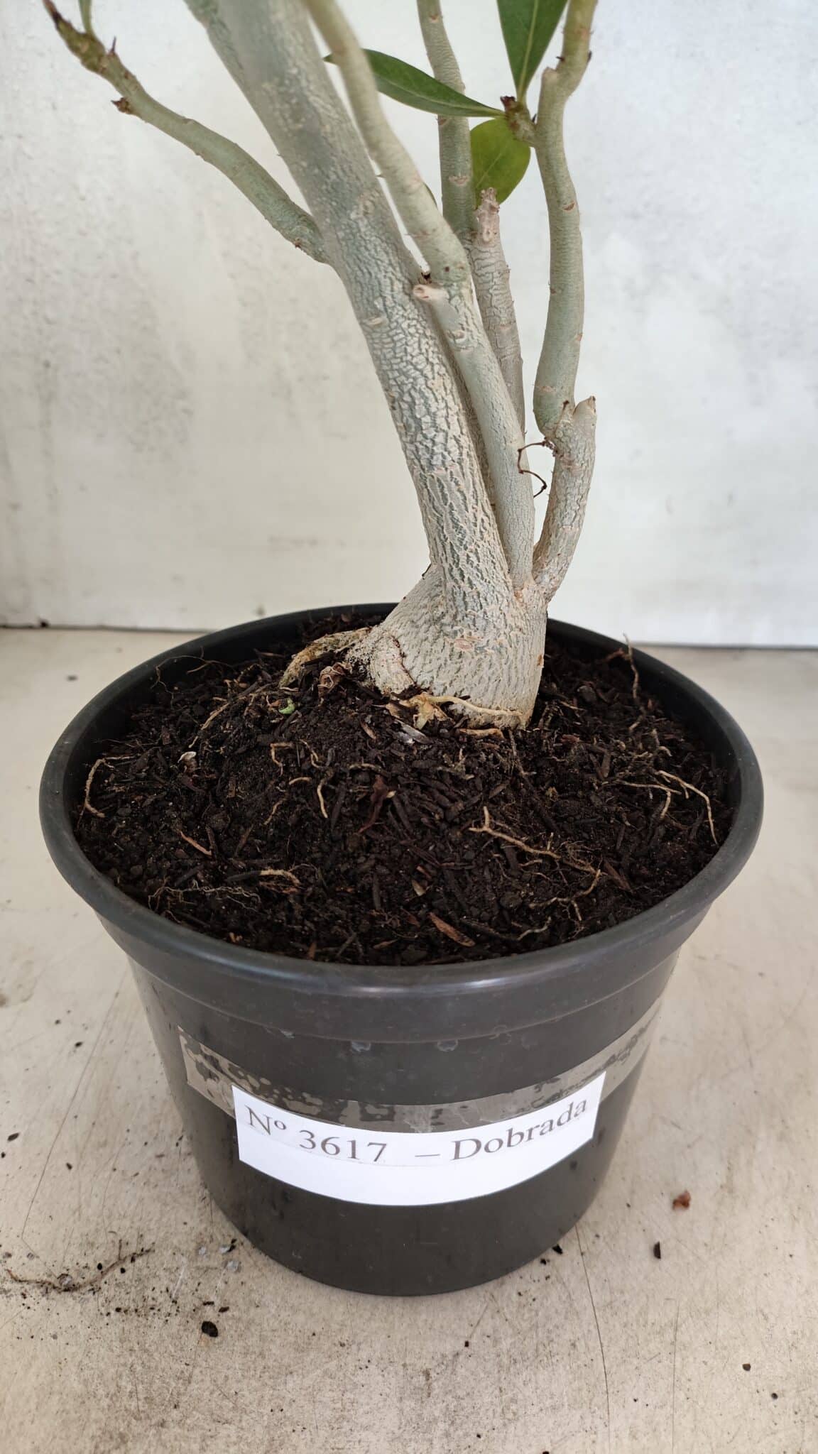 Planta Dobrada 3617 – 35cm – 02 anos - foto 5