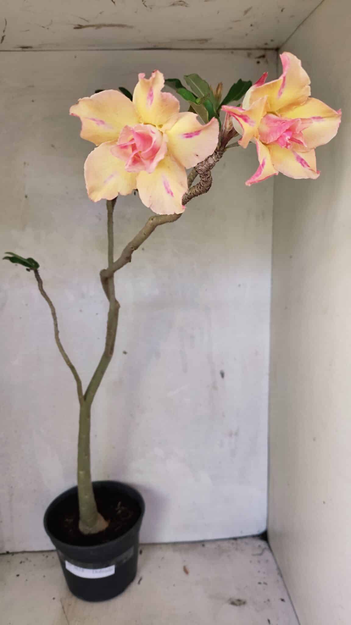 Planta Dobrada 3618 – 40cm – 03 anos - foto 2
