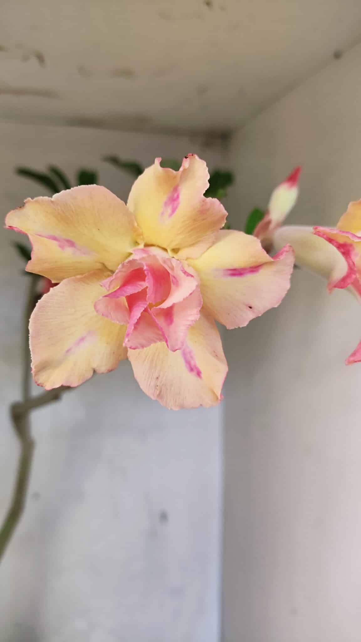 Planta Dobrada 3618 – 40cm – 03 anos - foto 4