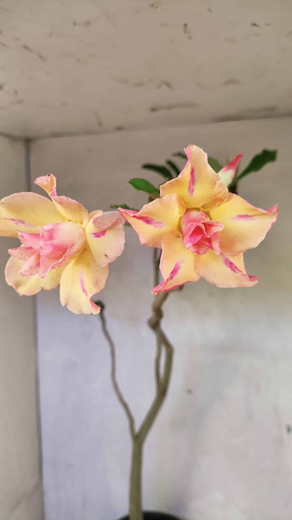 Planta Dobrada 3618 – 40cm – 03 anos - foto 3