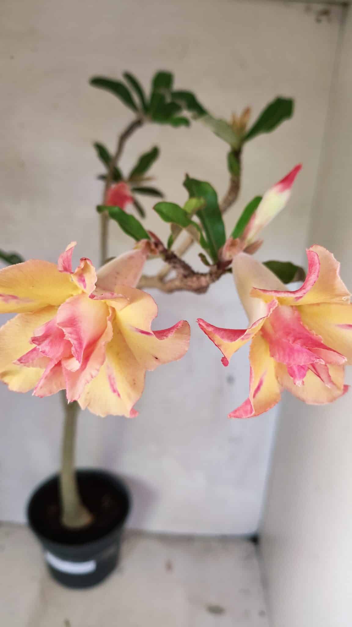 Planta Dobrada 3618 – 40cm – 03 anos - foto 5