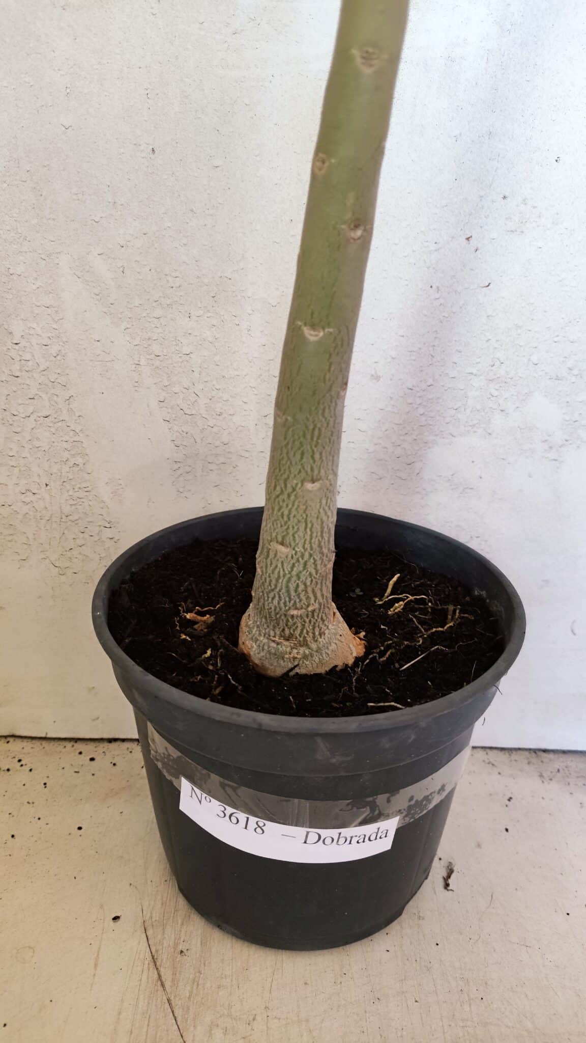 Planta Dobrada 3618 – 40cm – 03 anos - foto 8