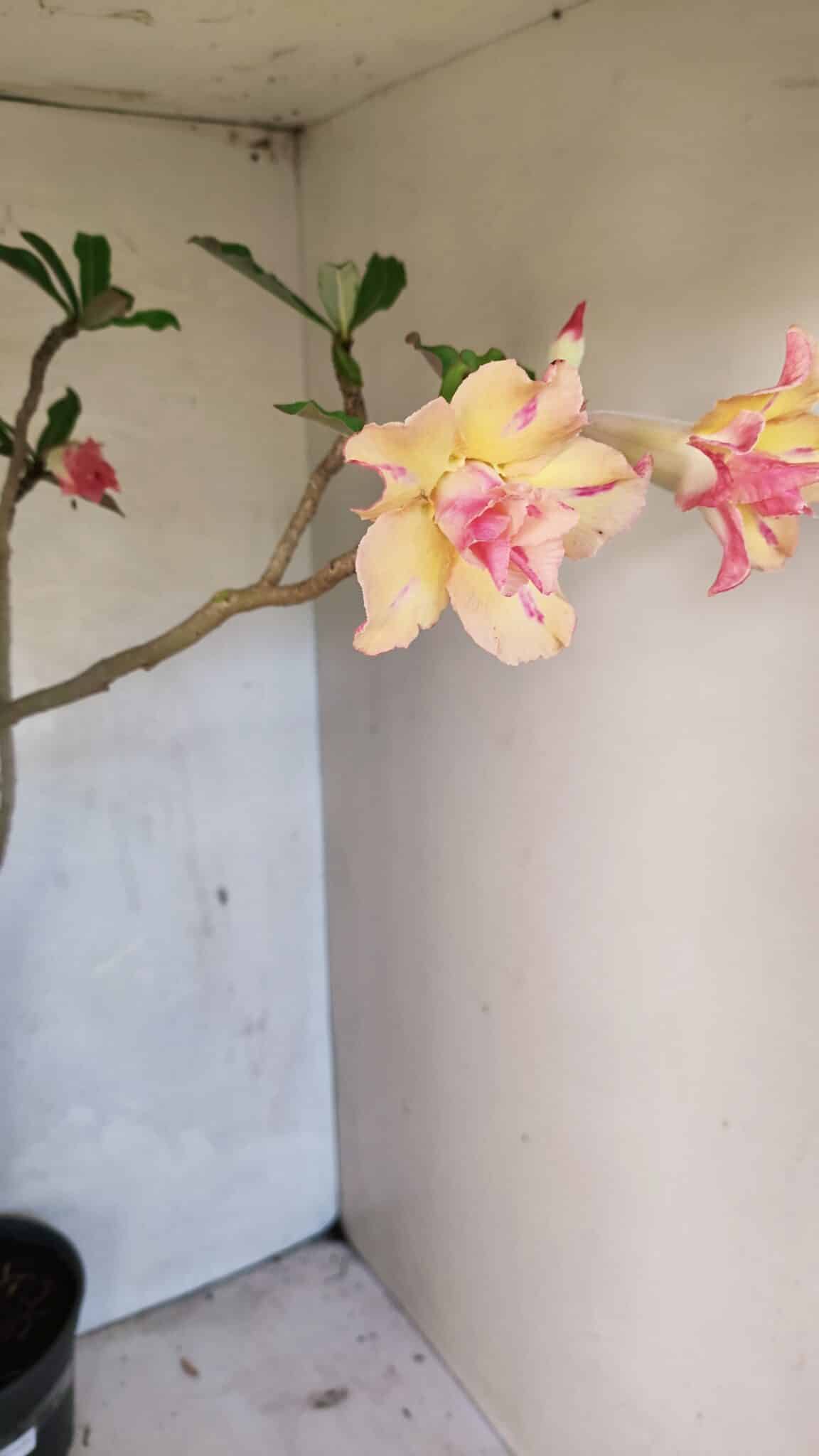 Planta Dobrada 3618 – 40cm – 03 anos - foto 7