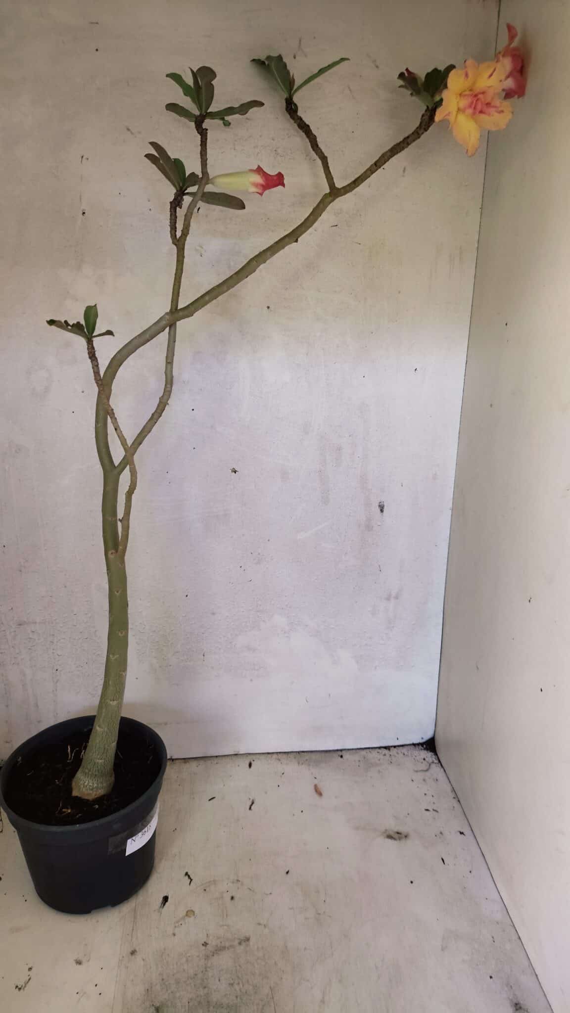 Planta Dobrada 3618 – 40cm – 03 anos - foto 6
