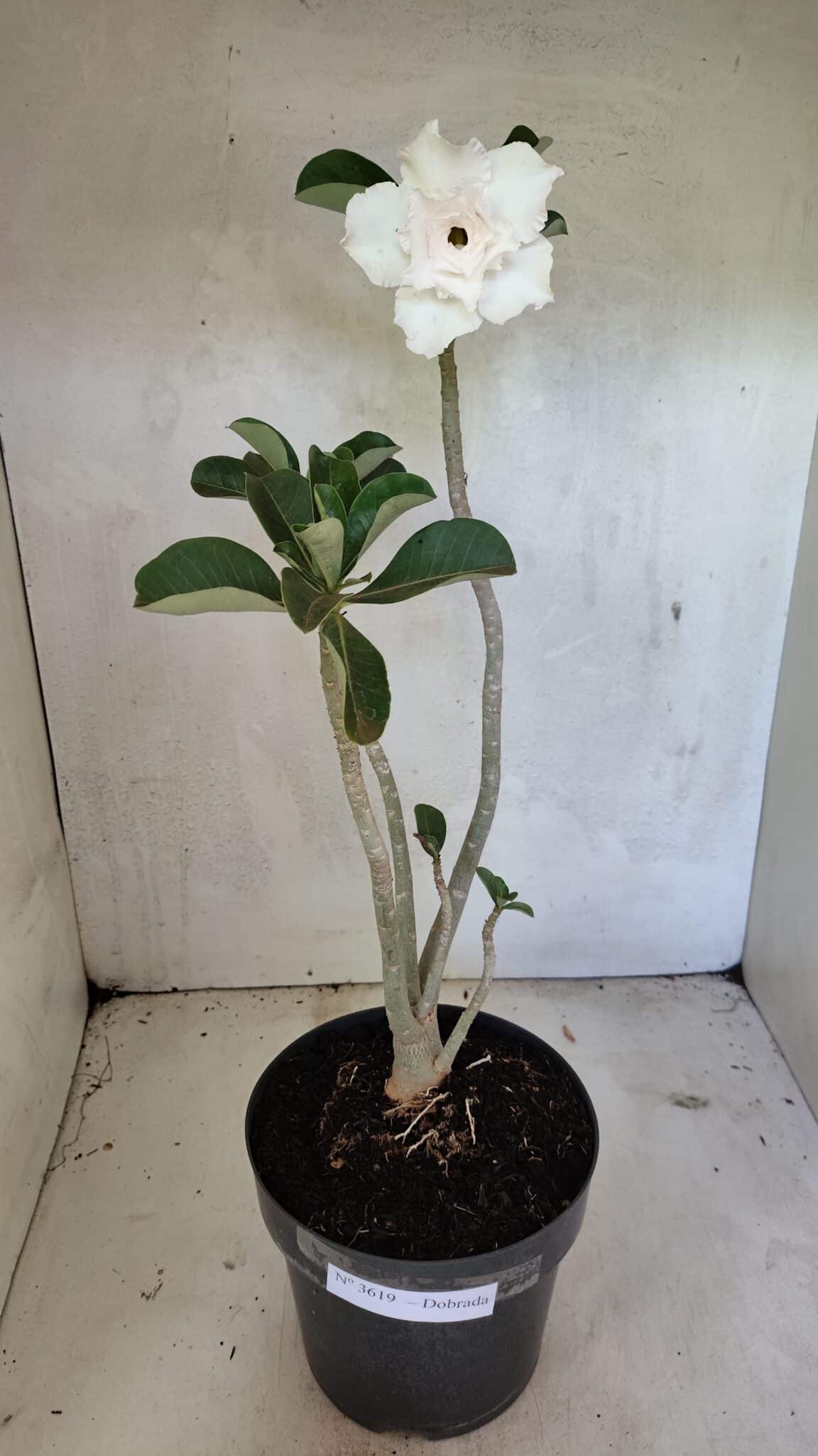 Planta Dobrada 3619 – 40cm – 03 anos - foto 2