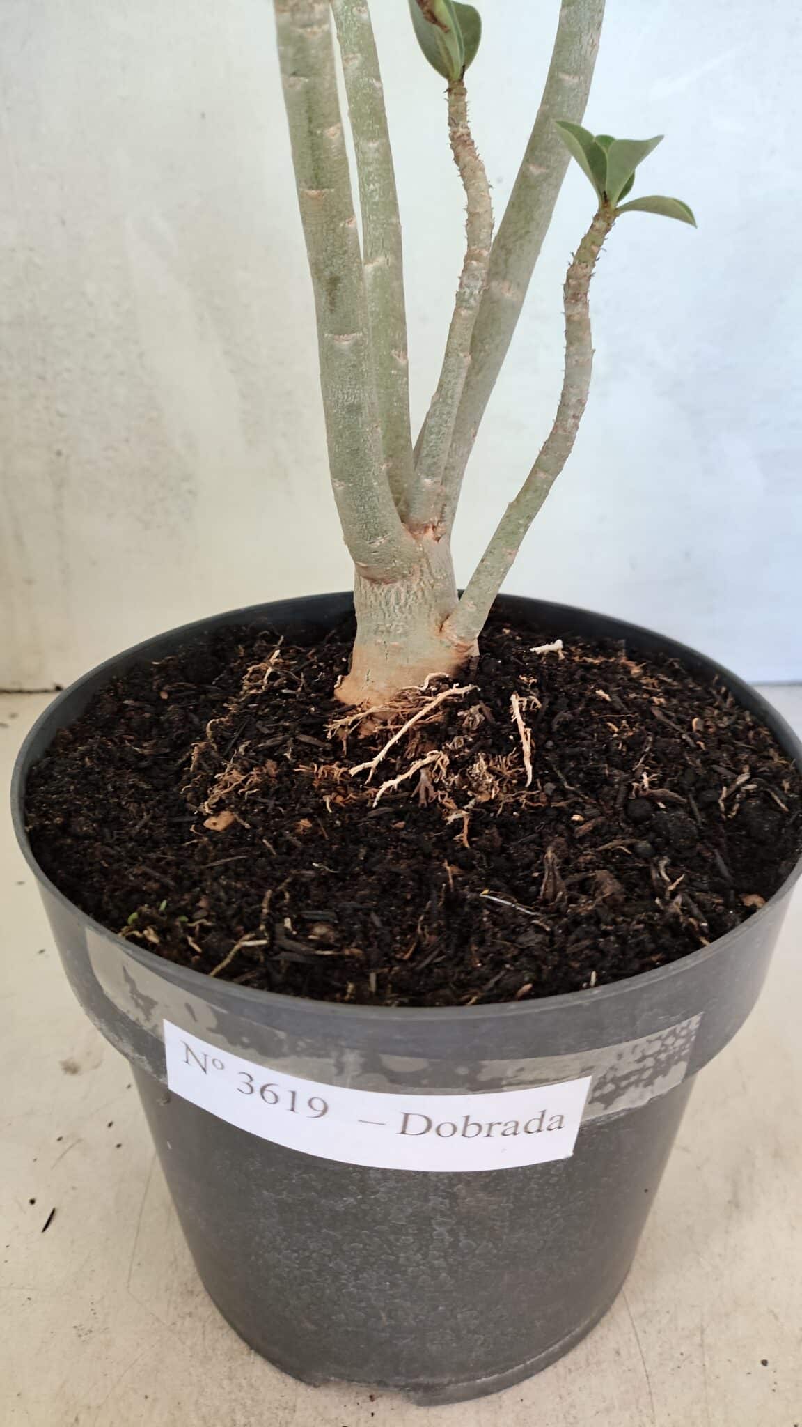 Planta Dobrada 3619 – 40cm – 03 anos - foto 8