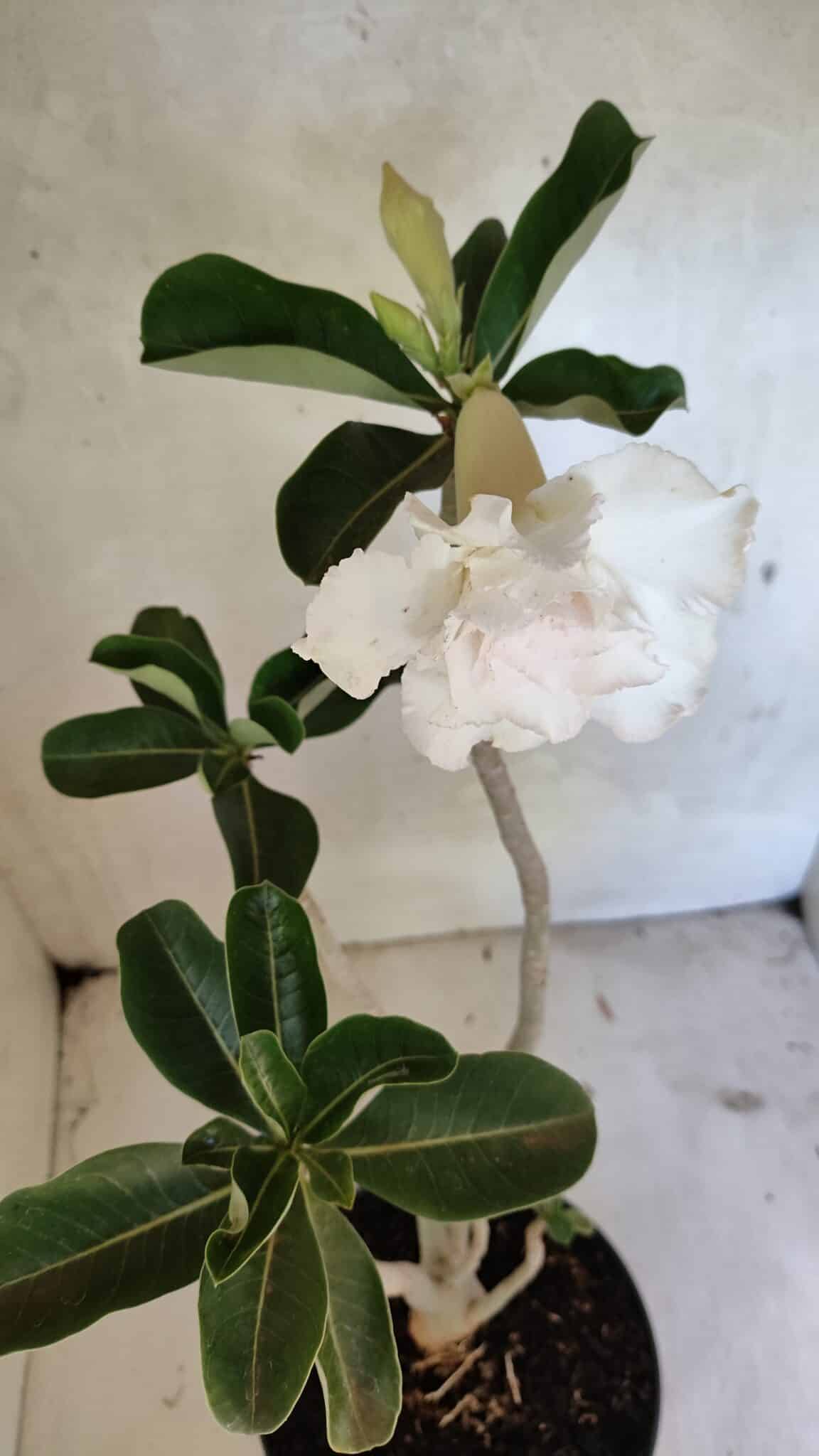 Planta Dobrada 3619 – 40cm – 03 anos - foto 5