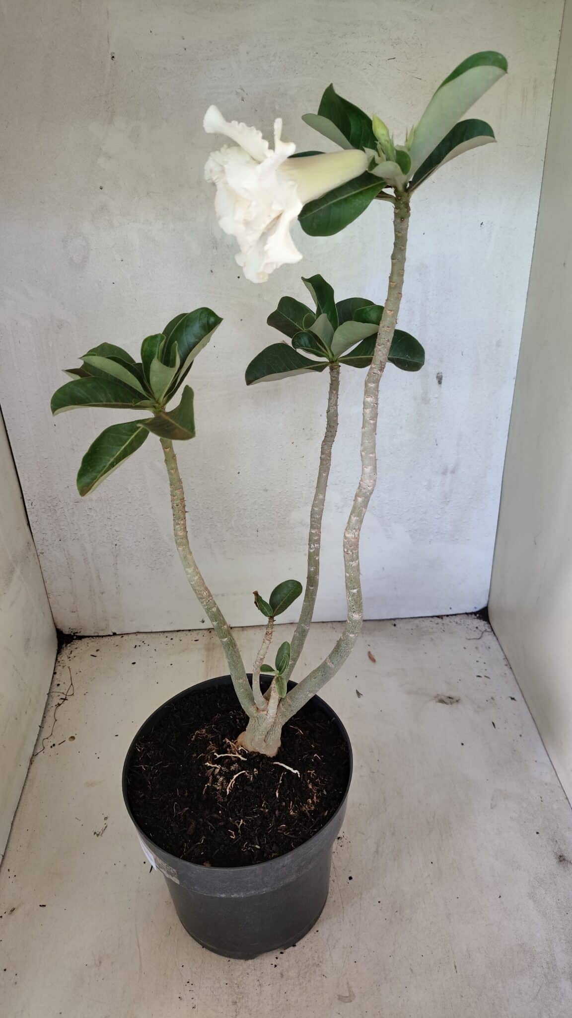 Planta Dobrada 3619 – 40cm – 03 anos - foto 7