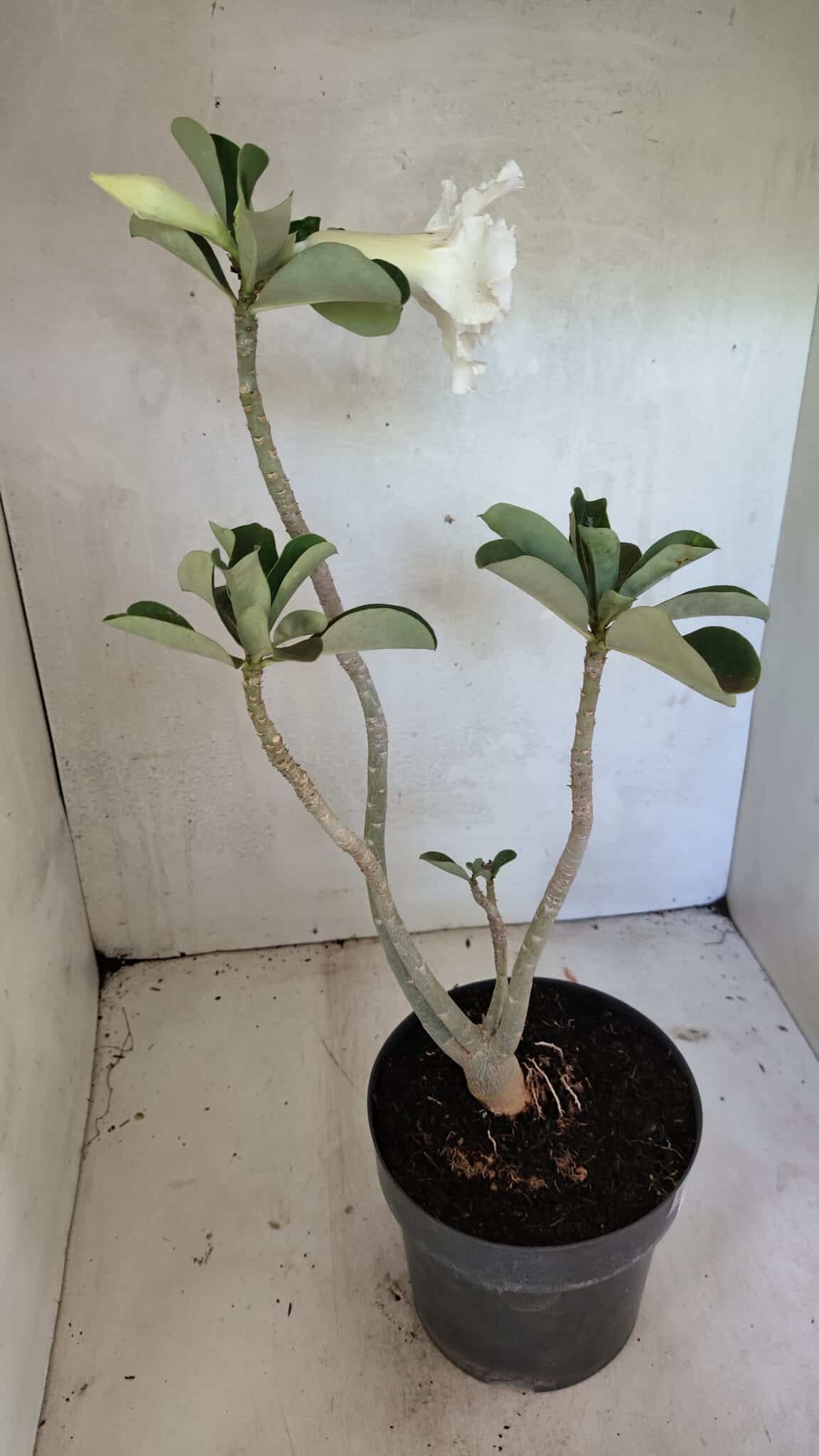 Planta Dobrada 3619 – 40cm – 03 anos - foto 6