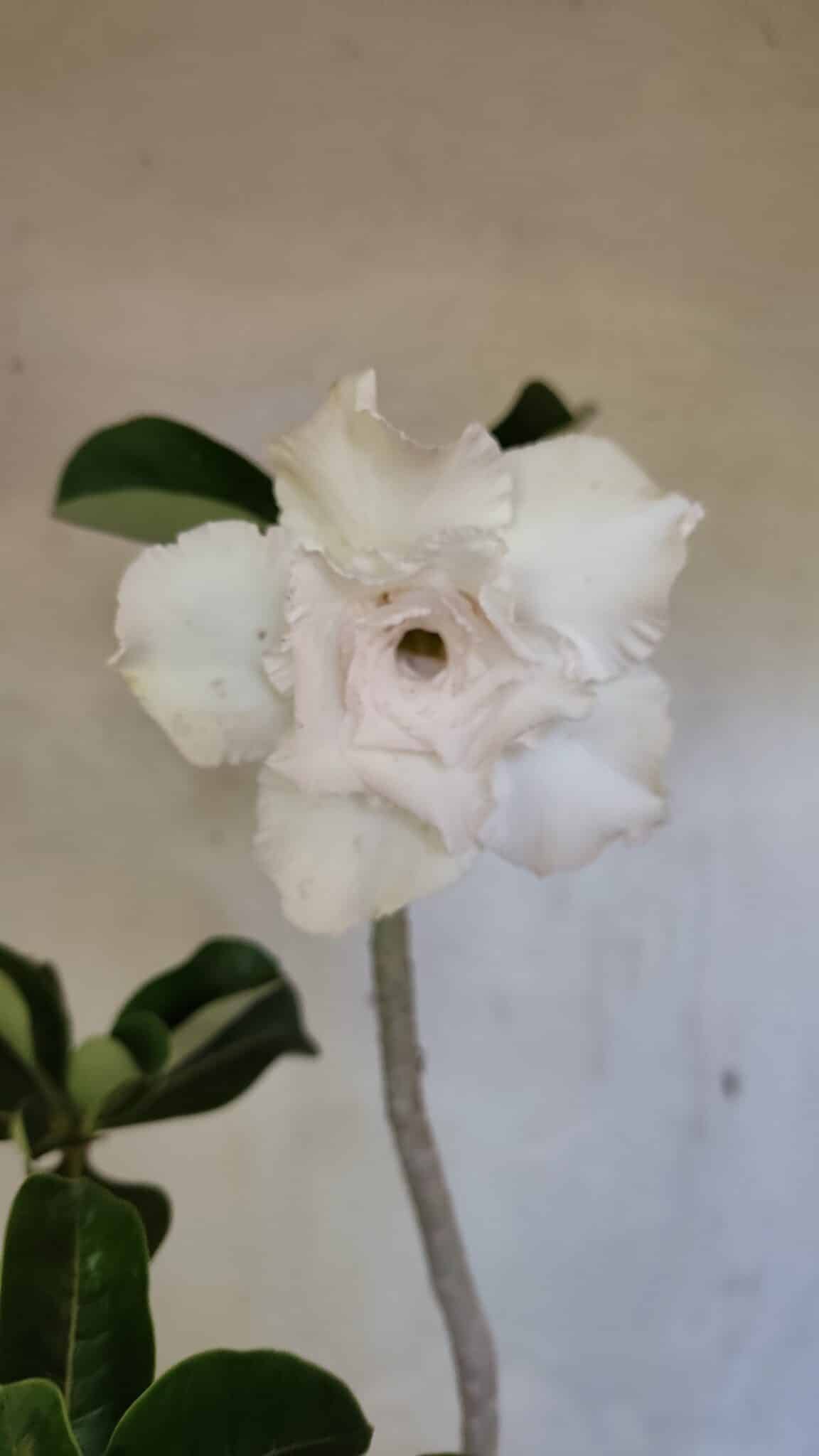 Planta Dobrada 3619 – 40cm – 03 anos - foto 3