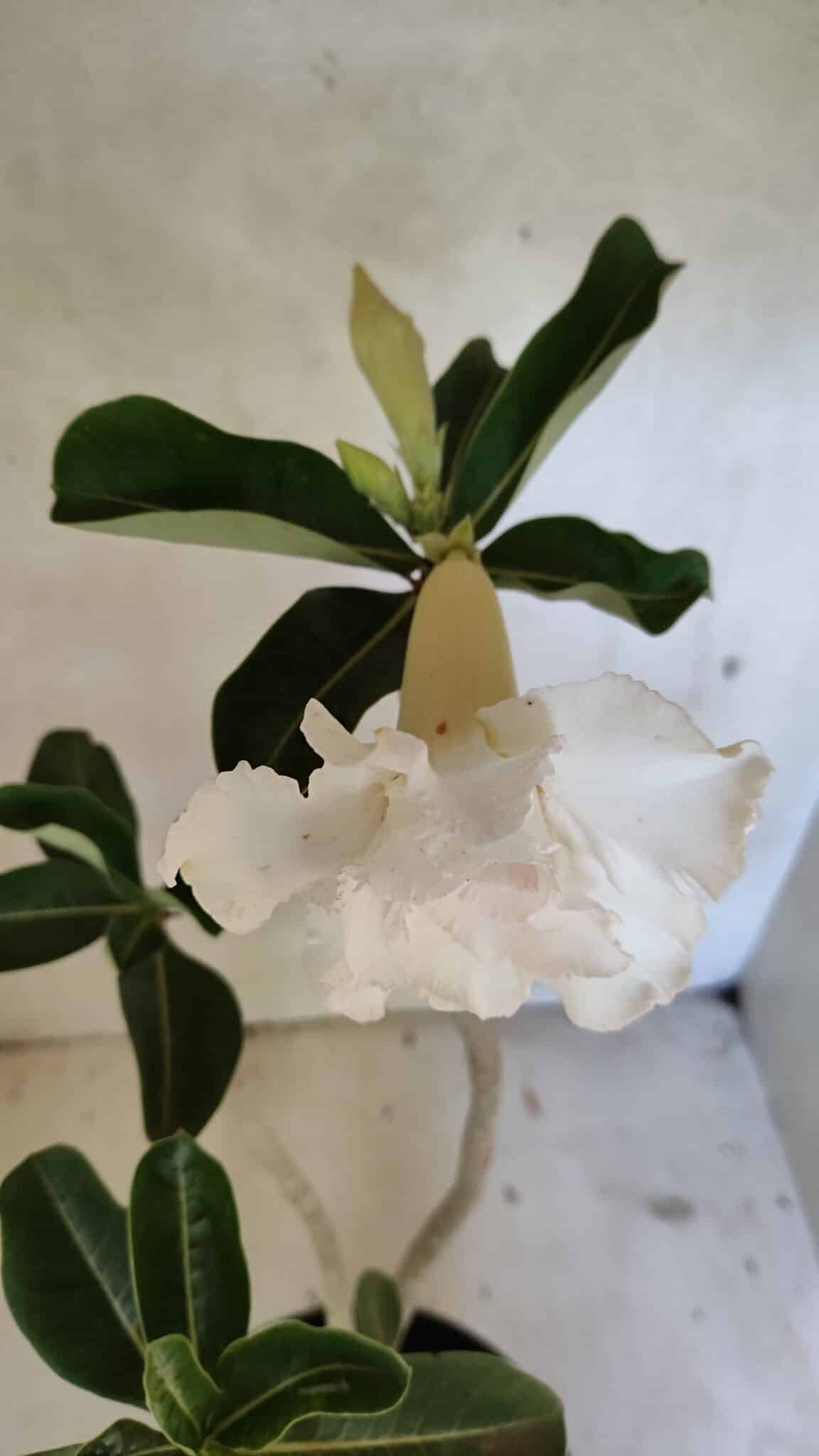 Planta Dobrada 3619 – 40cm – 03 anos - foto 4