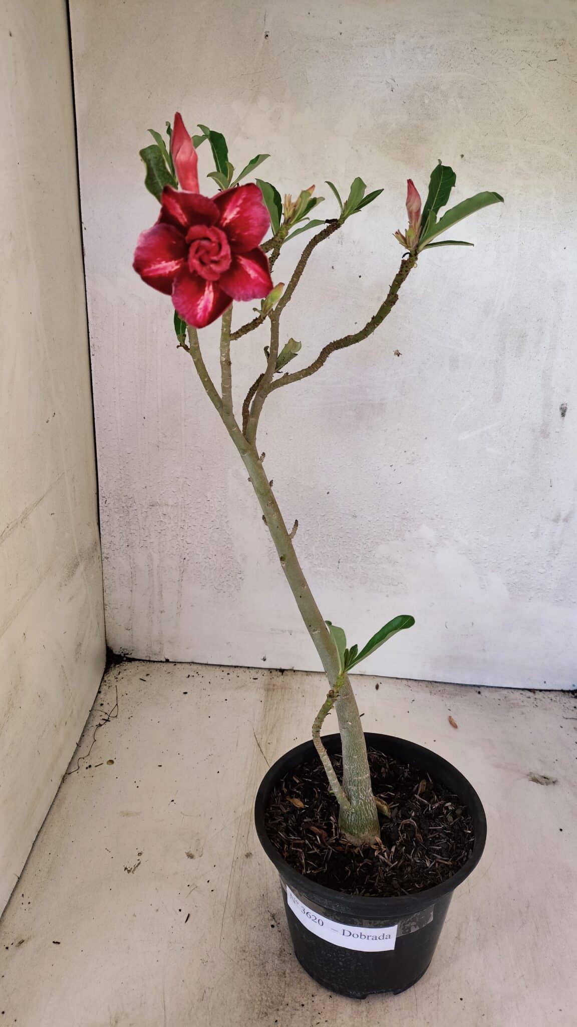 Planta Dobrada 3620 – 30cm – 02 anos - foto 2