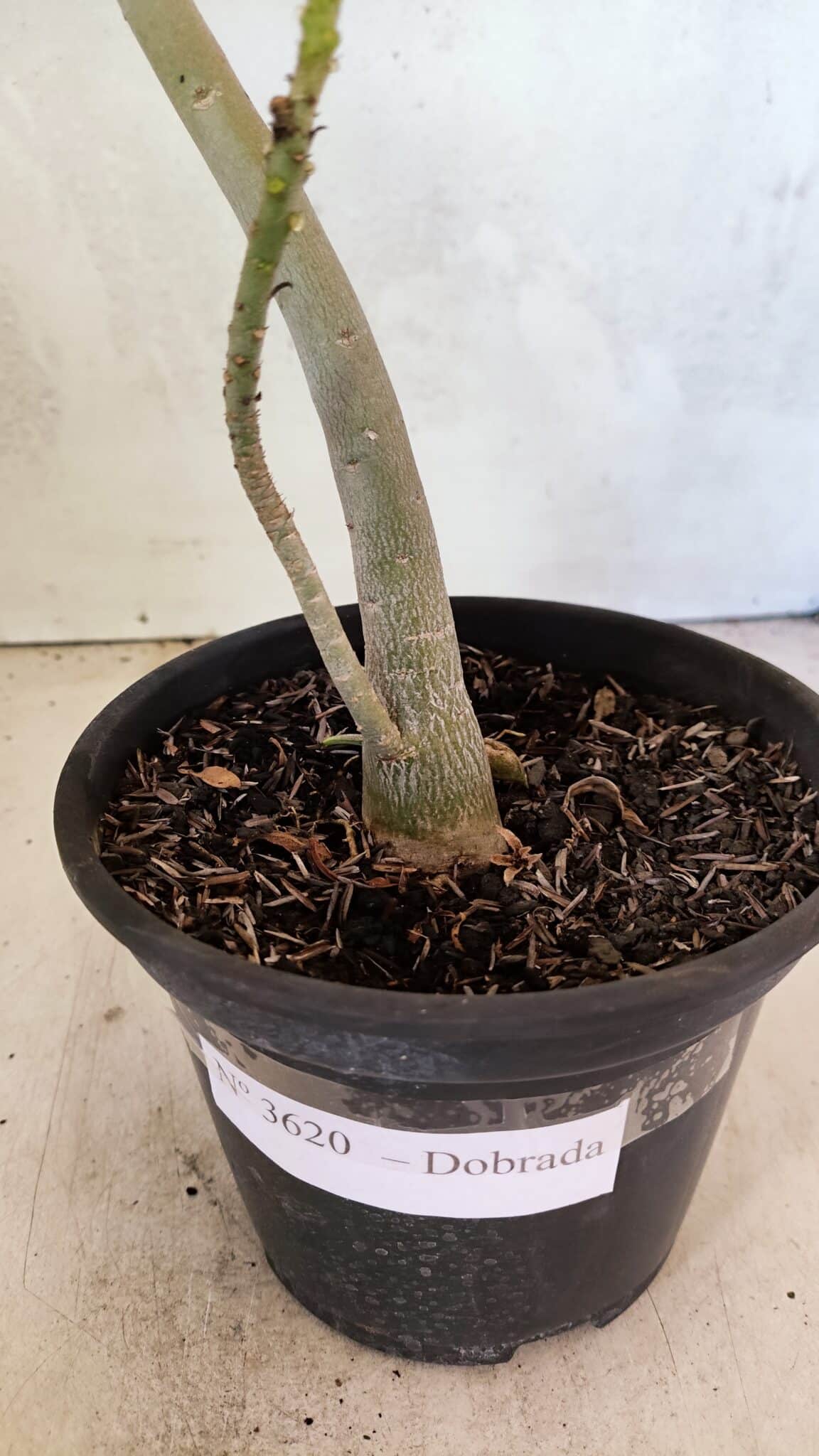 Planta Dobrada 3620 – 30cm – 02 anos - foto 7