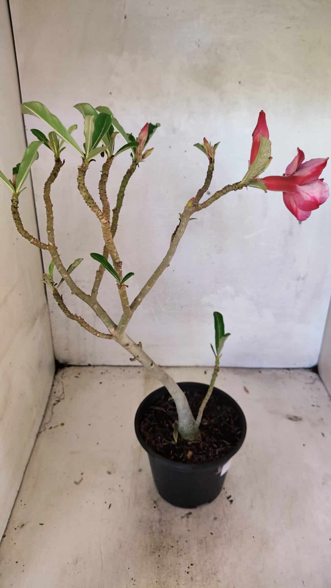 Planta Dobrada 3620 – 30cm – 02 anos - foto 6