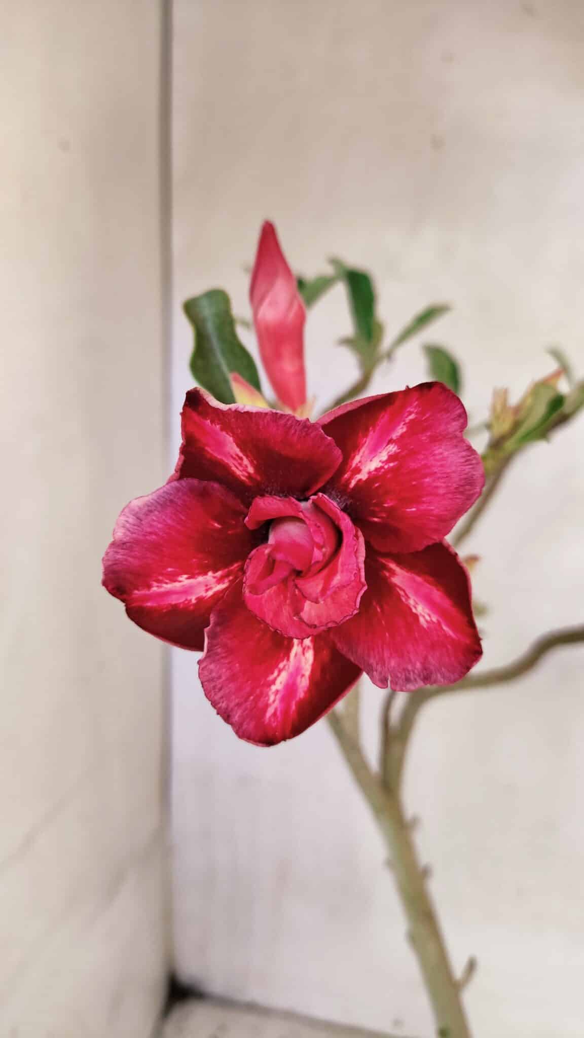 Planta Dobrada 3620 – 30cm – 02 anos - foto 5