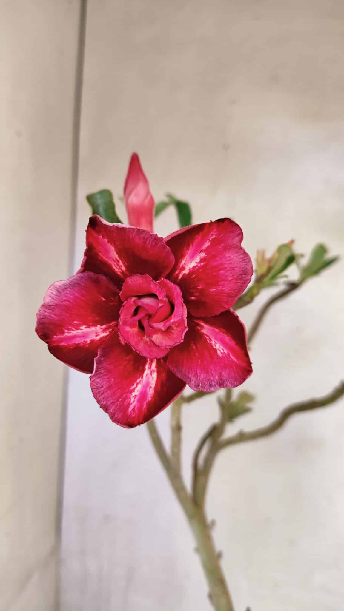 Planta Dobrada 3620 – 30cm – 02 anos - foto 3