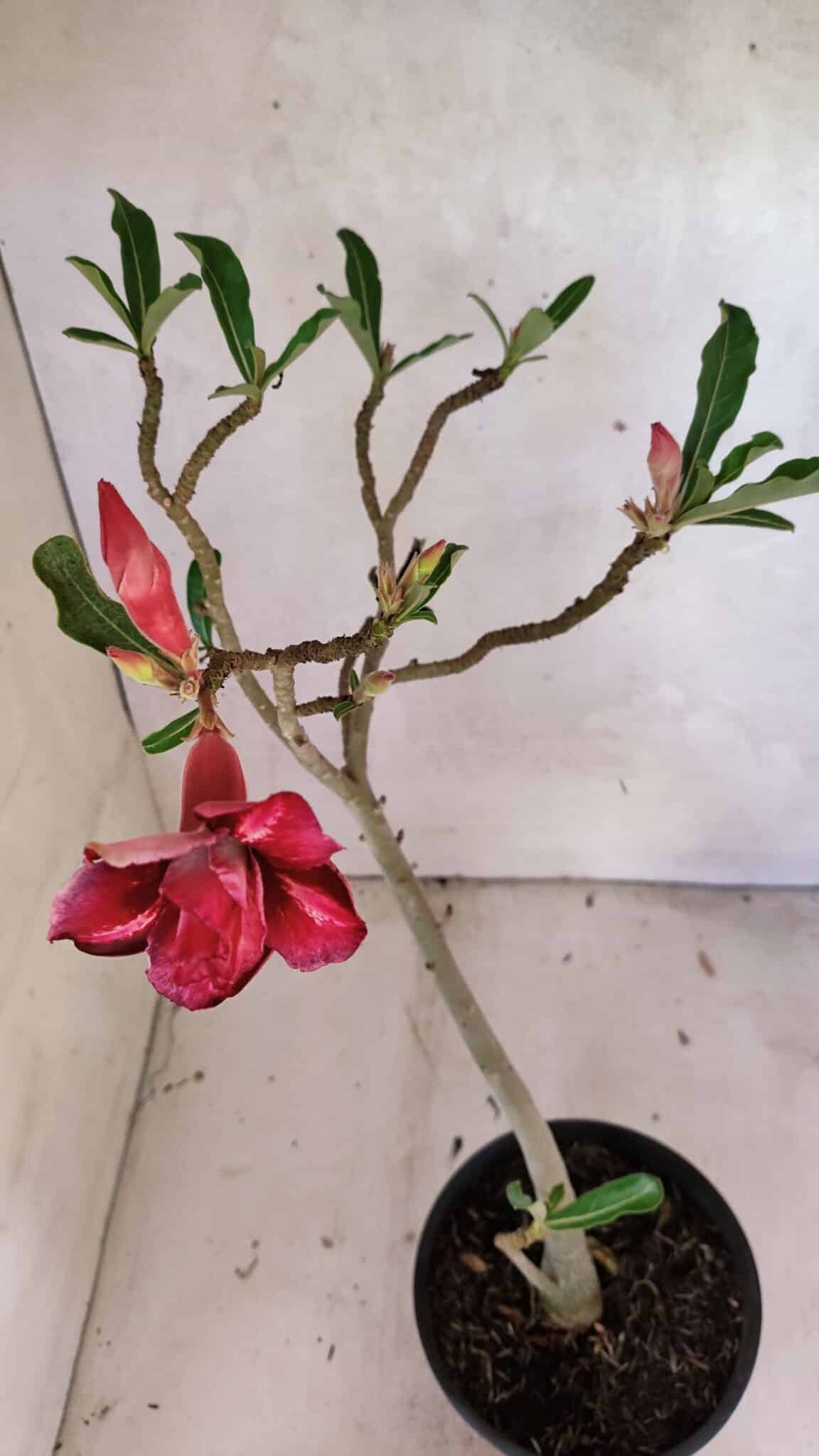 Planta Dobrada 3620 – 30cm – 02 anos - foto 4
