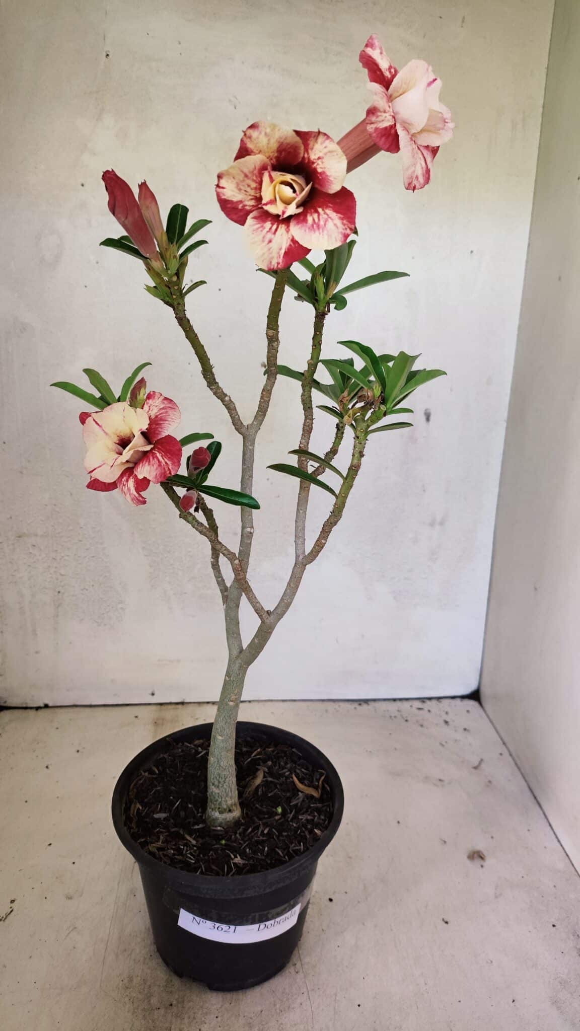 Planta Dobrada 3621 – 35cm – 03 anos - foto 2