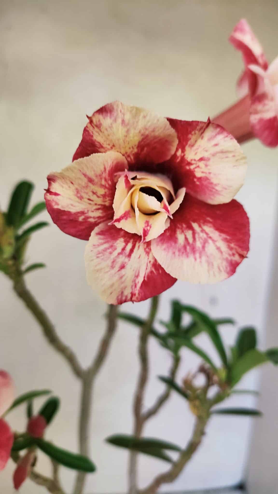 Planta Dobrada 3621 – 35cm – 03 anos - foto 3