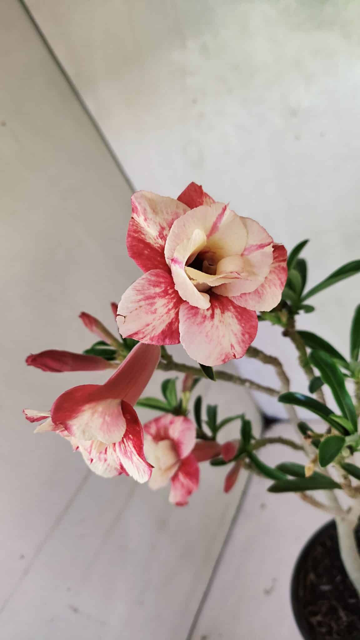 Planta Dobrada 3621 – 35cm – 03 anos - foto 5