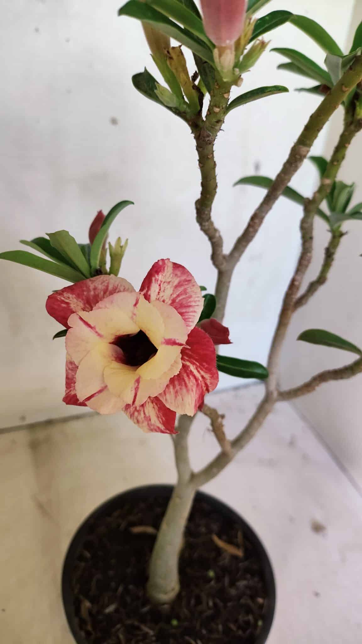 Planta Dobrada 3621 – 35cm – 03 anos - foto 4